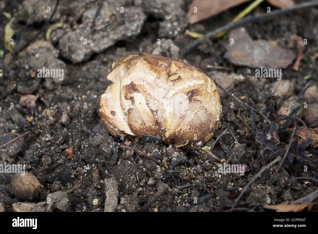 Piccolo giovane Dyeball dye palla funghi Pisolithus arhizus in crescita su terreno con formazione di crepe Foto Stock