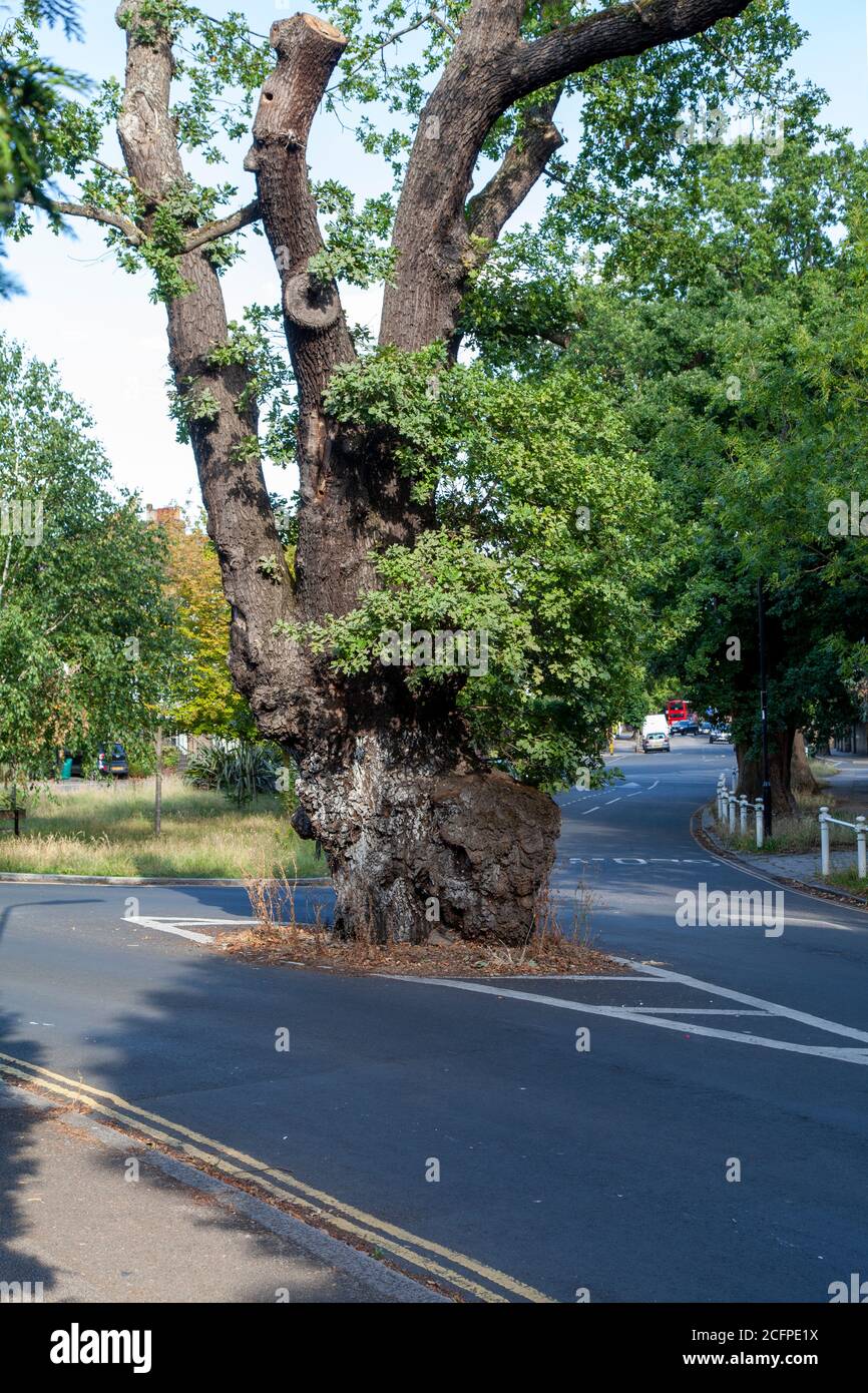 Il veterano Carlton Road Oak (Quercus robur) o 'Elephant Tree', un albero di strada all'angolo tra Carlton e Castlebar Road, Ealing, Londra Foto Stock