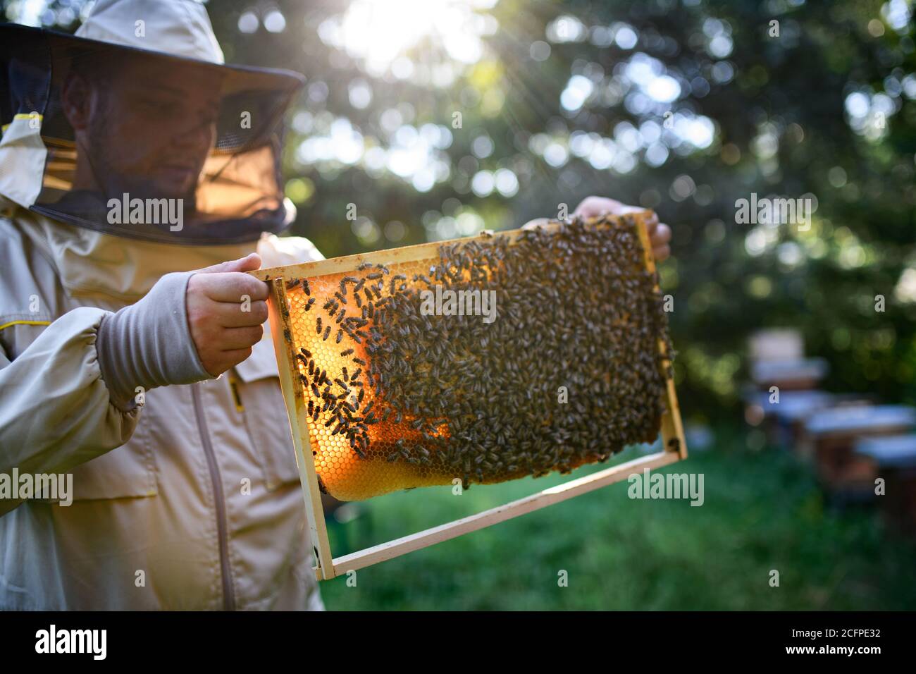 Ritratto dell'apicoltore uomo che tiene la cornice a nido d'ape piena di api in apiary. Foto Stock
