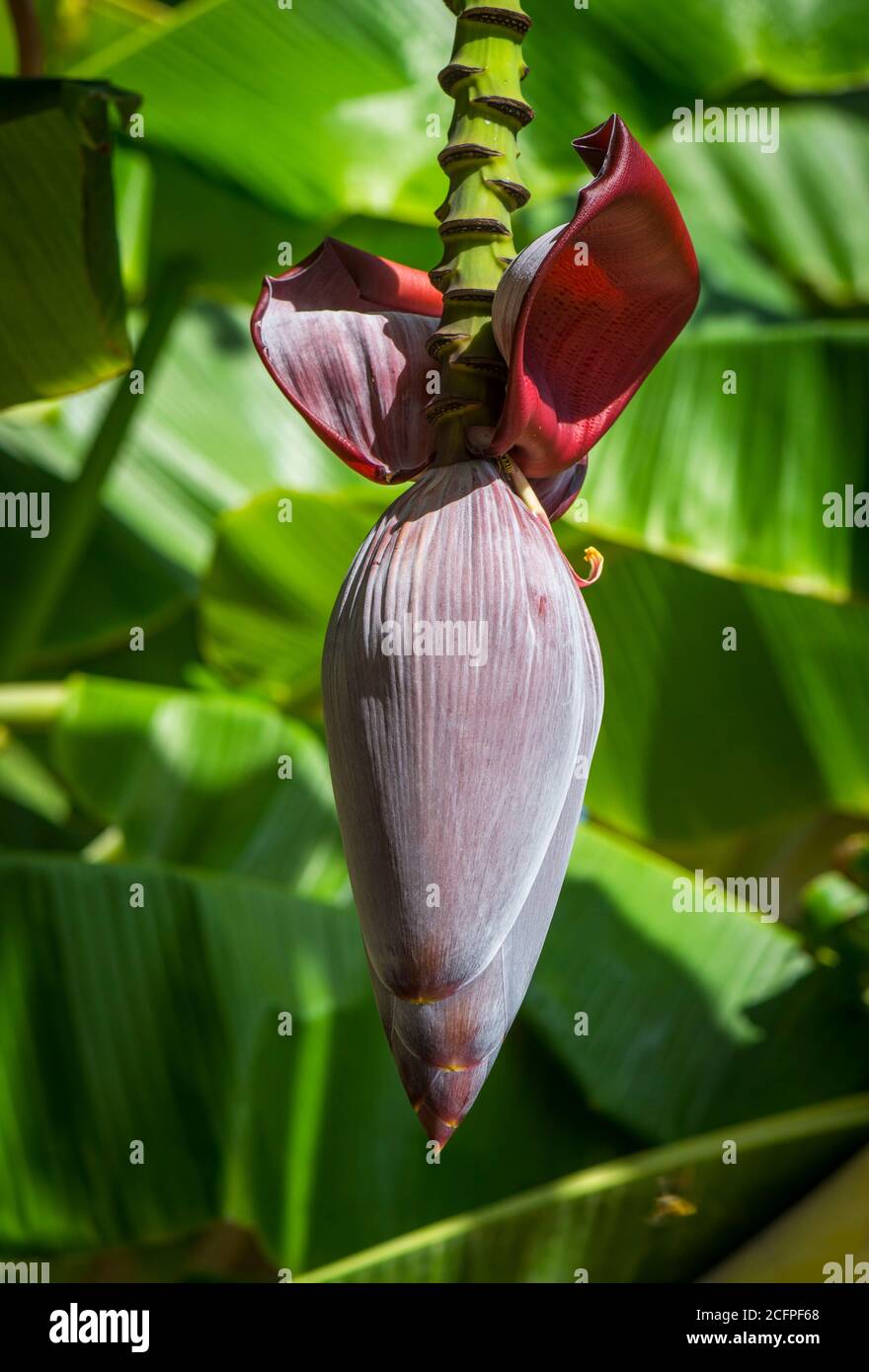 Fiore di banana, cuore di banana, banana che fiorisce su un albero di banana. Foto Stock