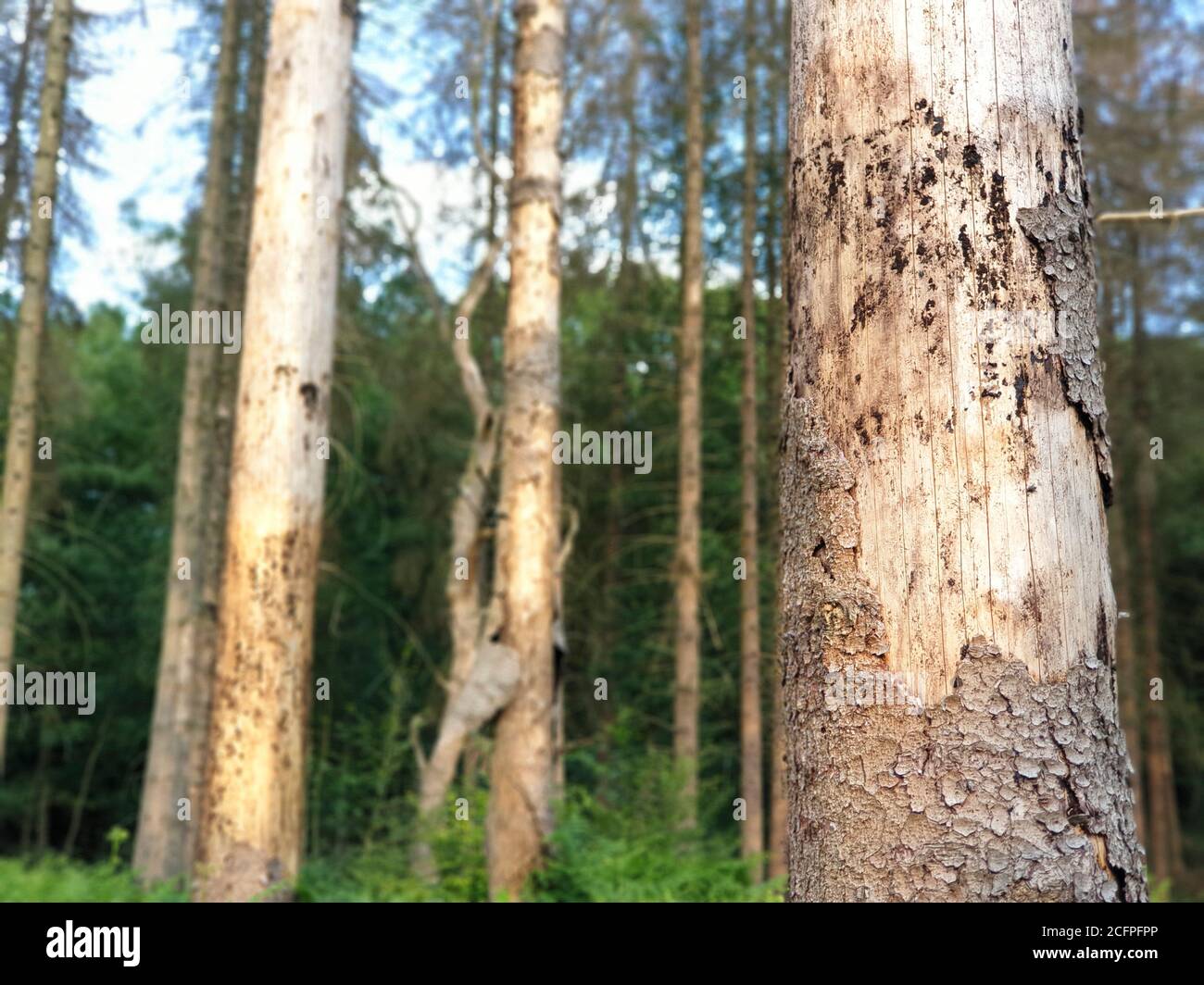 Abete (Picea abies), foresta di abete rosso morta causata da secchezza e corteccia di scarabeo, Germania, Renania settentrionale-Vestfalia Foto Stock