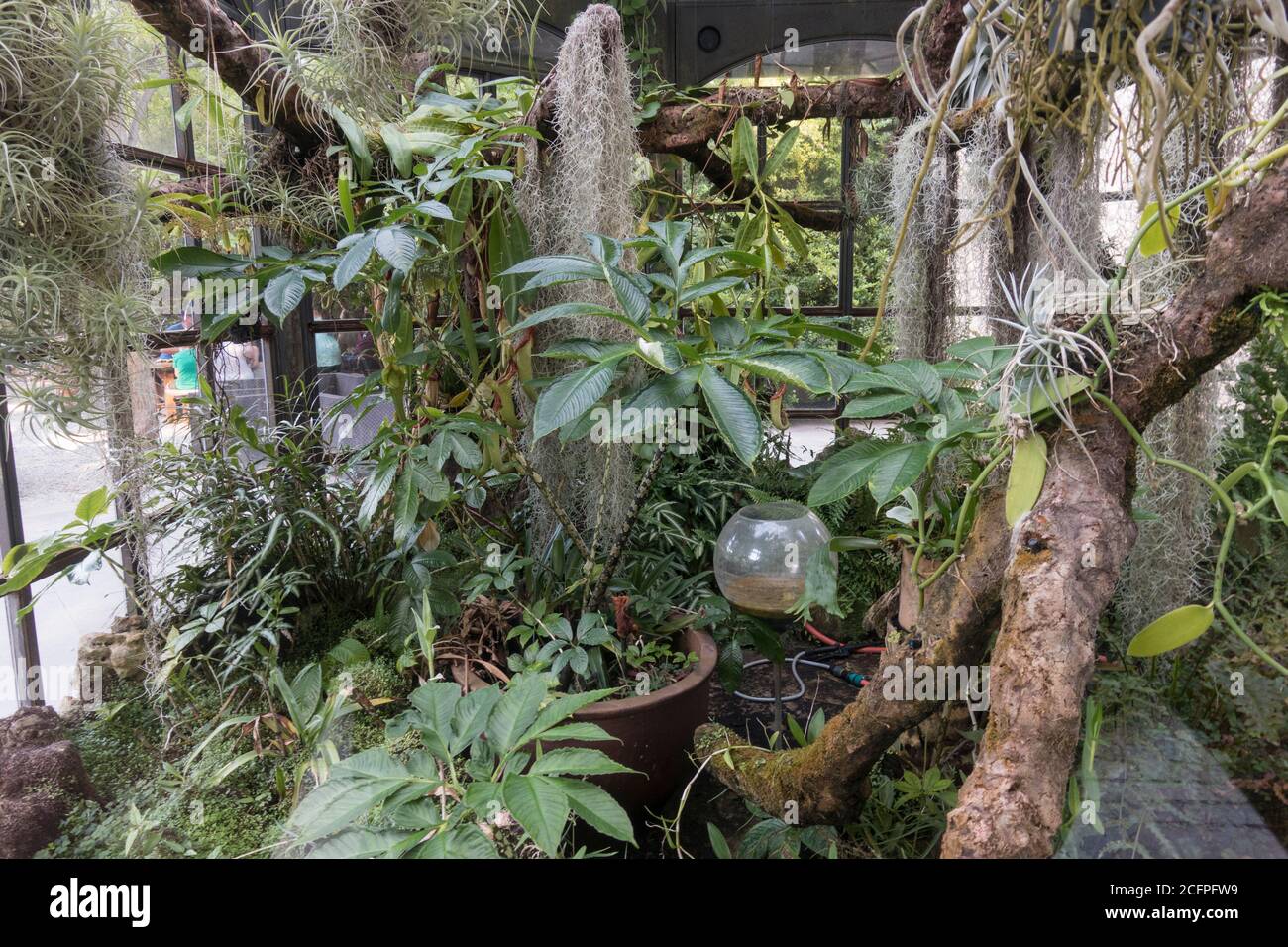 Uno sguardo all'interno della serra con piante carnivore, Jardin Botanico la Concepcion, Giardino Botanico, Malaga, Costa del Sol, Andalusia, Spagna. Foto Stock