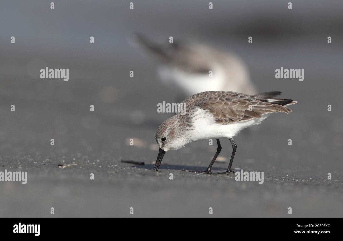 western Sandpiper (Calidris mauri), in inverno precipitare sulla spiaggia, vista laterale, Stati Uniti, New Jersey Foto Stock