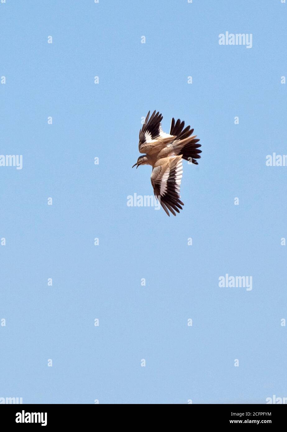 Lark di hoopoe, lark bifasciato (Alaemon alaudipes, Alaemon alaudipes alaudipes), maschio adulto in volo di esposizione, Marocco Foto Stock