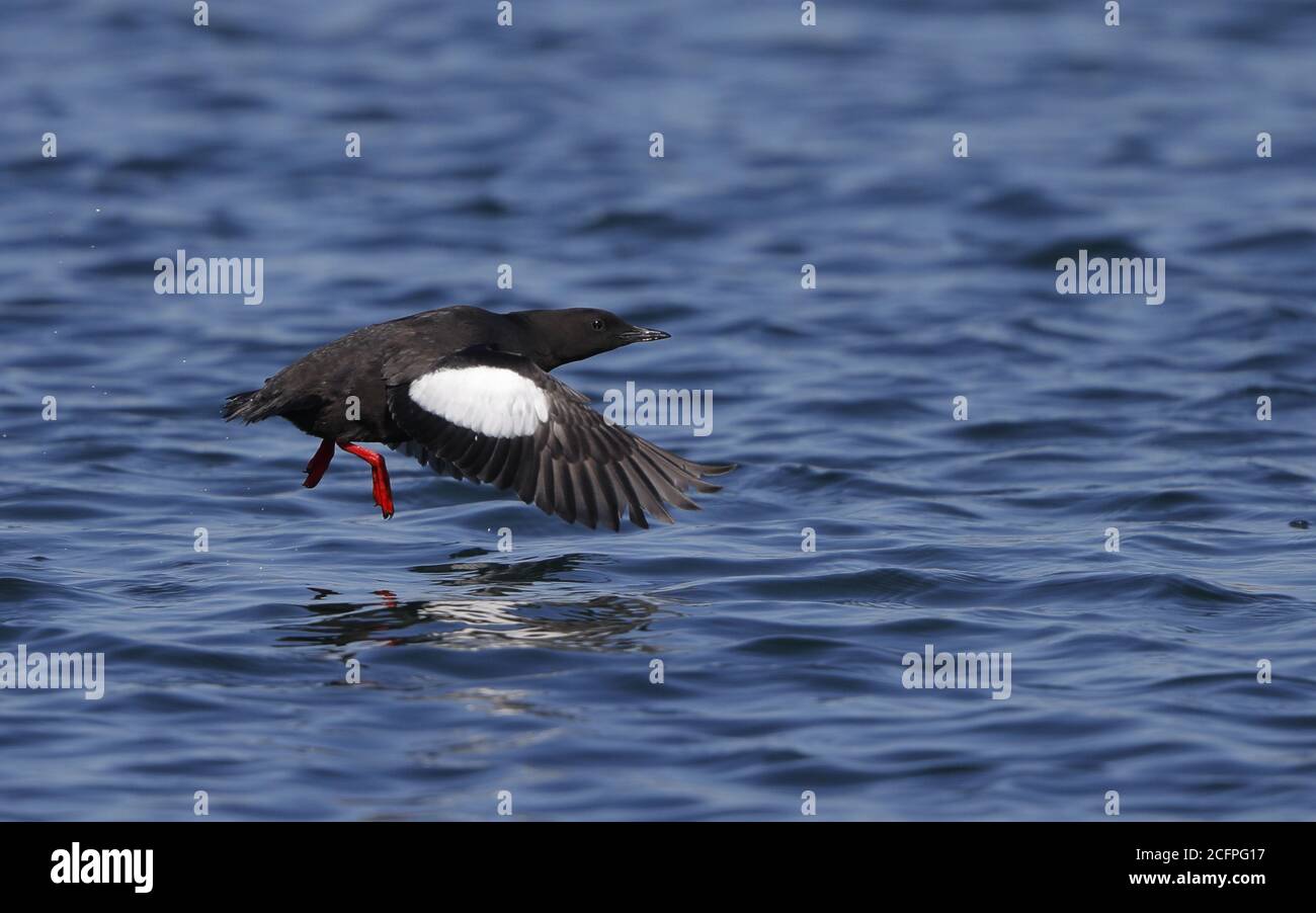 guillemot nero (Cepphus grylle, Cepphus grylle grylle), Adulto estate piumato nero Guillemot volare basso sul mare con dangling rosso colorato Foto Stock