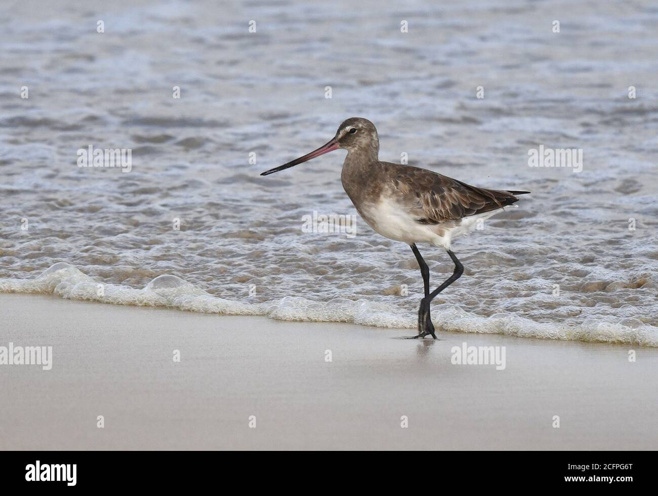 Hudsonian godwit (Limosa emastica), secondo o terzo record per l'arcipelago, Ecuador, Isole Galapagos Foto Stock