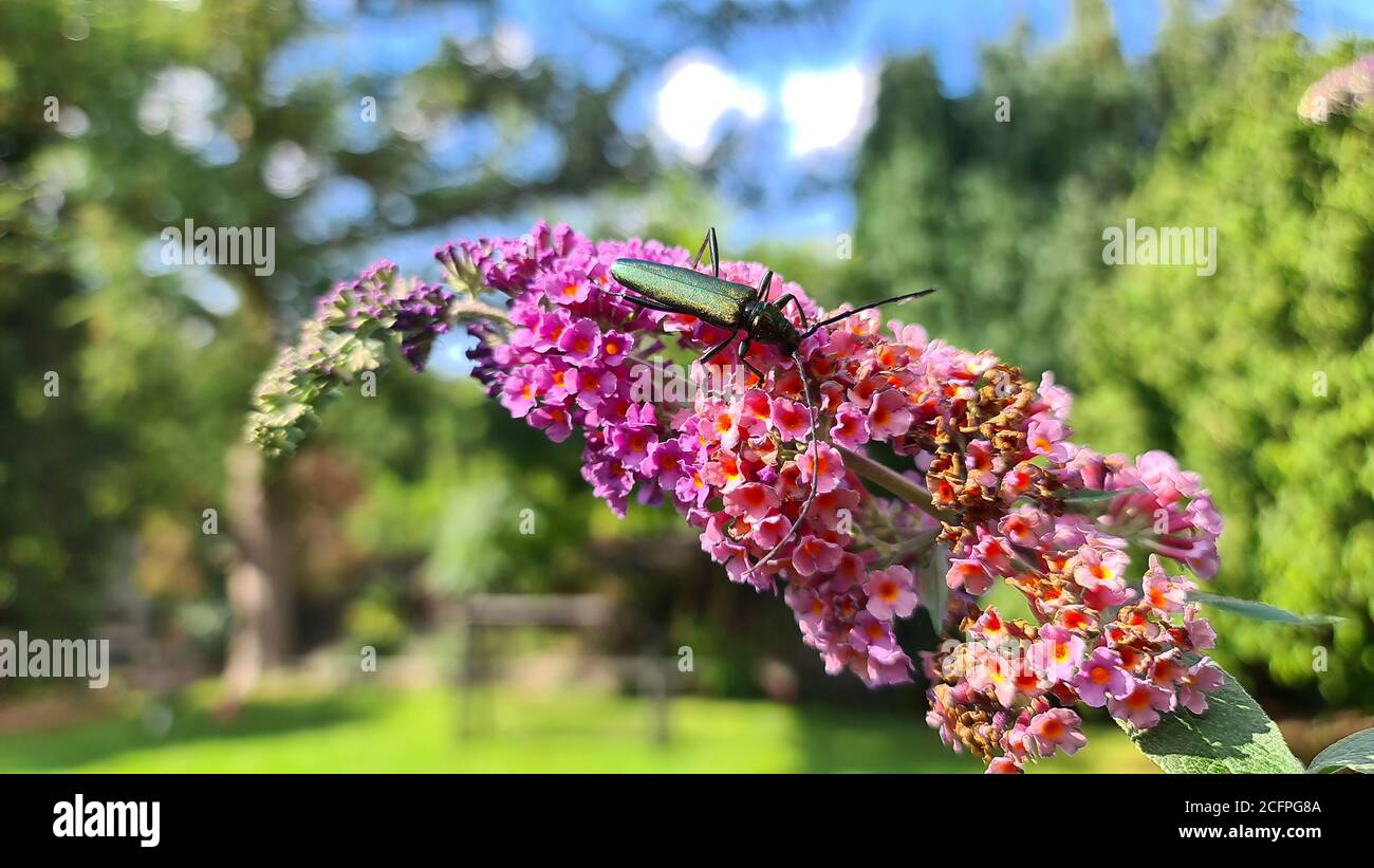 Muschio (Aromia moschata), seduta su fiori di Butterfly Bush, Germania, Nord Reno-Westfalia Foto Stock
