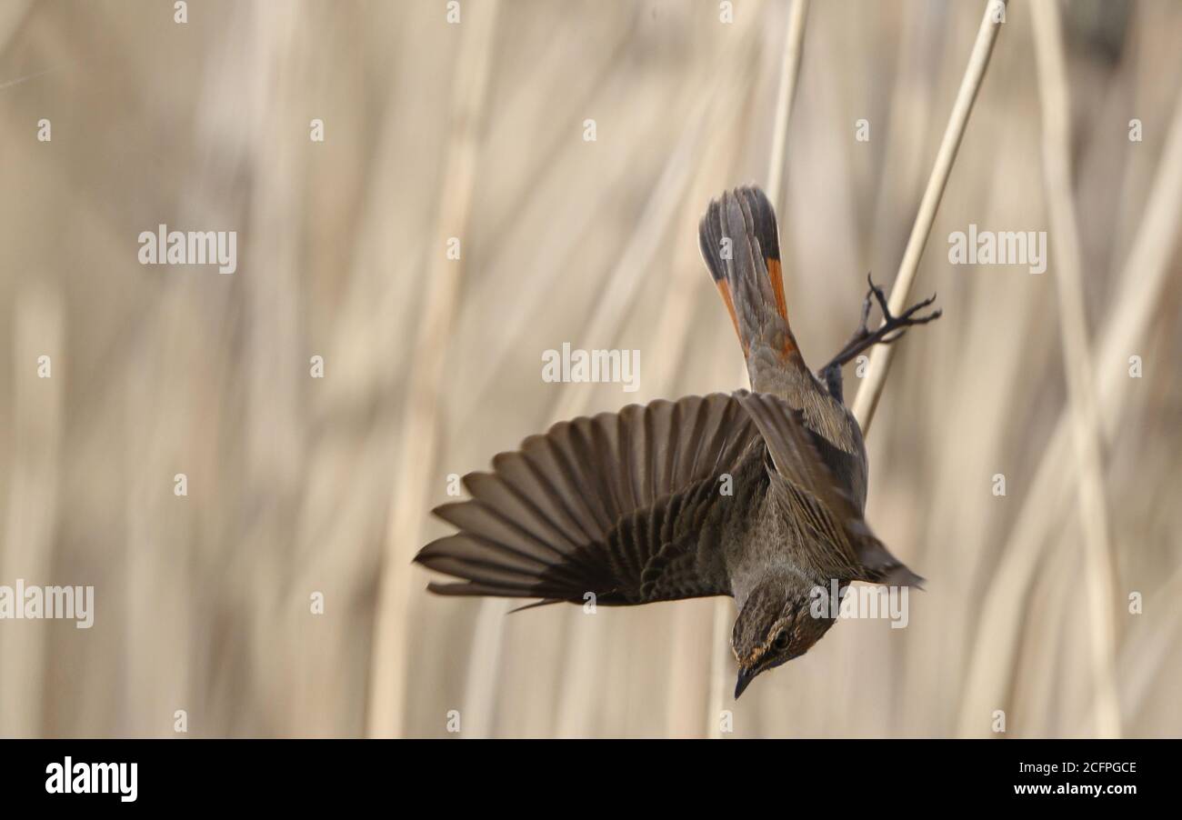 Blueghar a macchia bianca (Luscinia svecica cianecula), maschio adulto che decolla dalla canna durante la primavera, Danimarca Foto Stock