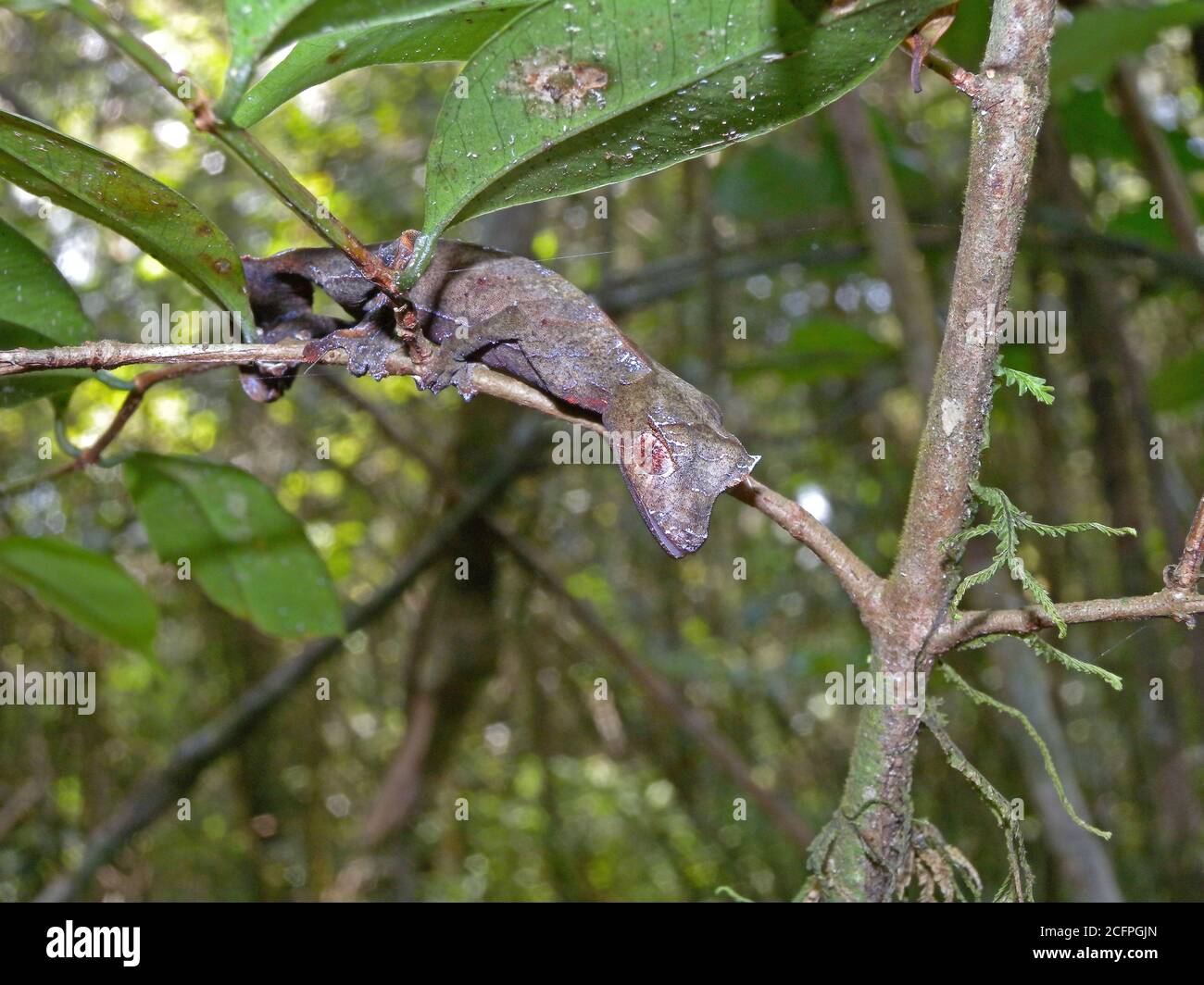 Gecko con coda di foglia satanica, Gecko con coda di foglia fantastica, gecko con coda di foglia di Eyelash, gecko con coda di foglia fantasastica (Uroplatus fantasasticus), Satanic Foto Stock