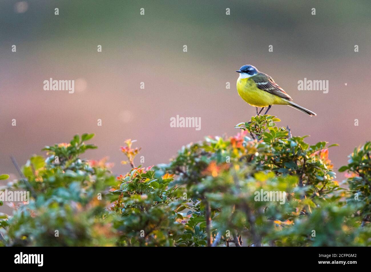 Giallino, coda di gialle iberiche, coda di flavia spagnola (Motacilla fava iberiae, Motacilla iberiae), maschio arroccato sulla cima di un cespuglio, Spagna, Baleari Foto Stock