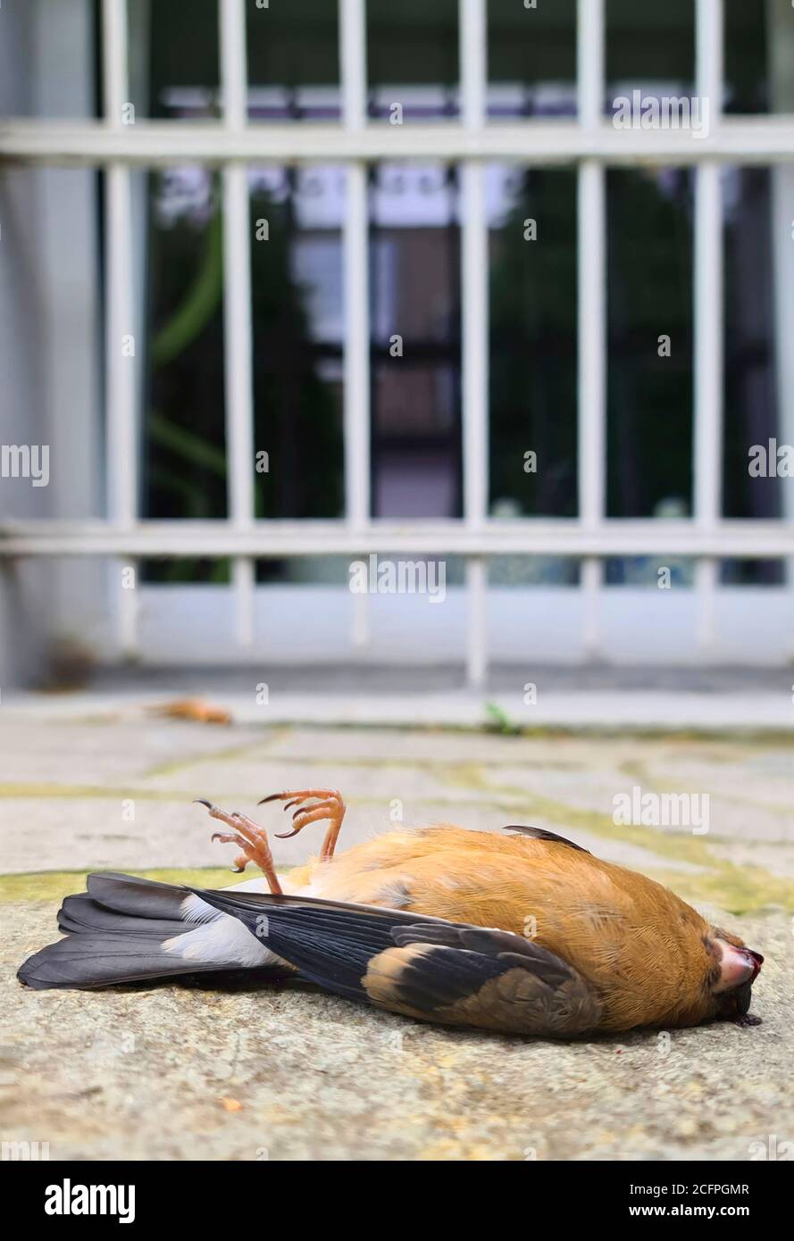Il bullfinch, il bullfinch eurasiatico, il bullfinch settentrionale (Pyrhula pirrhula), schiacciatore morto sotto una finestra, attacco di uccelli, Germania Foto Stock