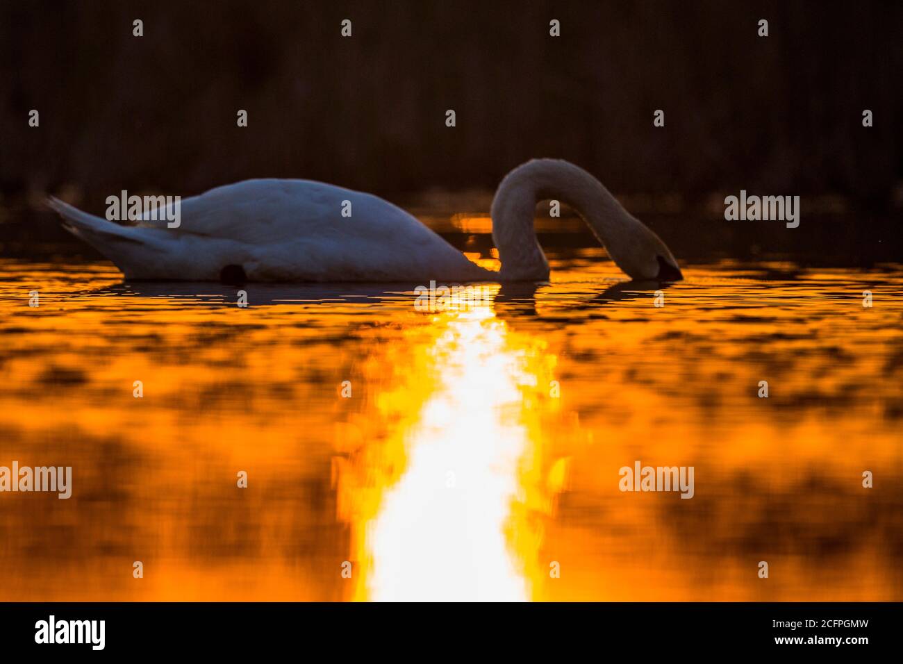 Muto cigno (Cygnus olor), nuoto in un lago nel delta del Danubio al tramonto, Romania, Delta del Danubio Foto Stock