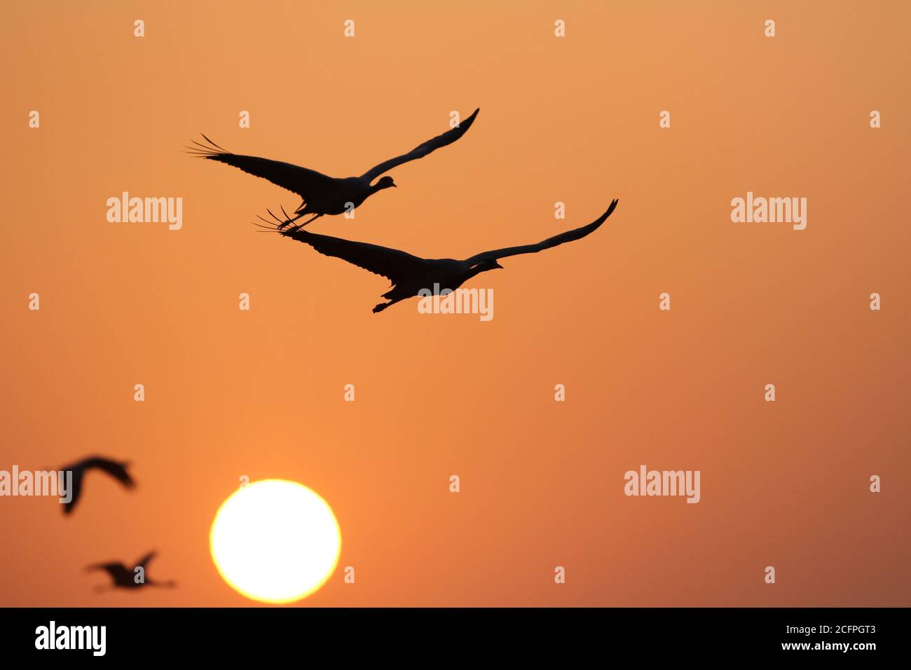 Gru demoiselle (Antropoides virgo, Grus virgo), due coppie di gru Demoiselle che volano contro il tramonto, India, Santuario degli uccelli Khichan Foto Stock