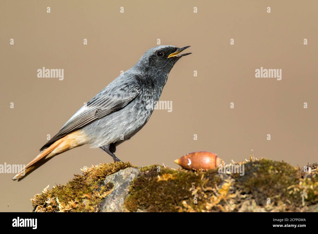 Black Redstart (fenicurus ochruros), maschio arroccato e canto, Spagna Foto Stock