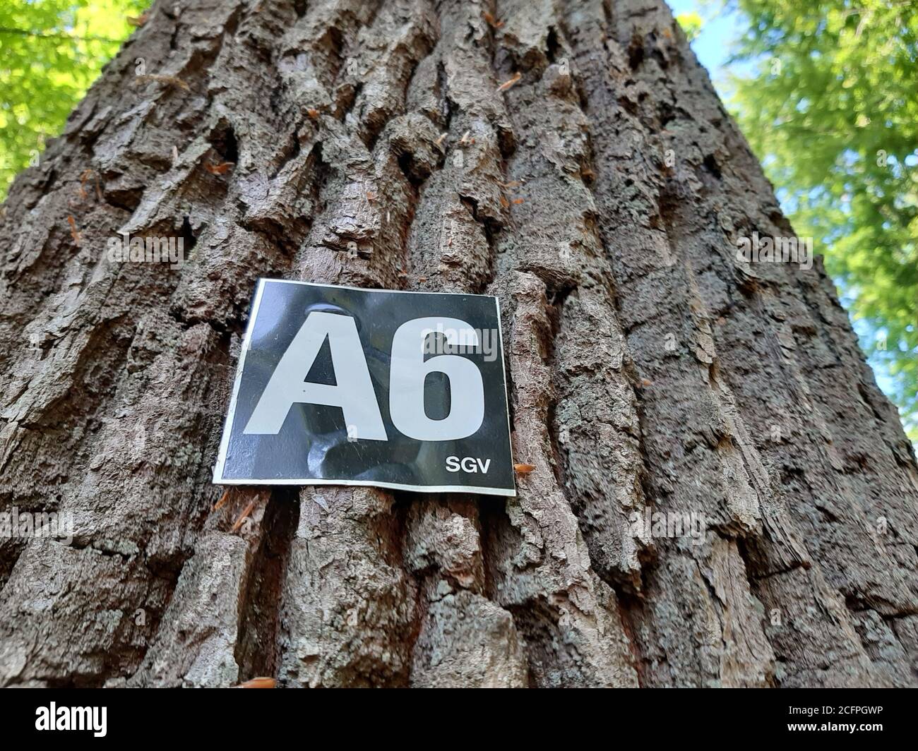 Cartello escursionistico alla corteccia di una quercia, Germania Foto Stock