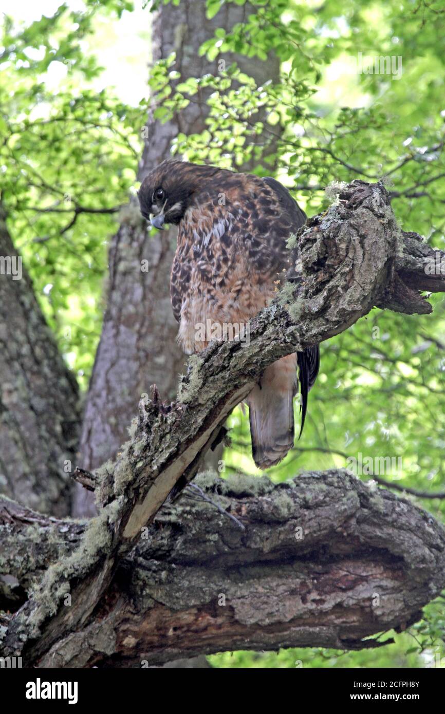 Falco dalla coda rufosa (Buteo ventralis), arroccato su un albero, in Argentina Foto Stock