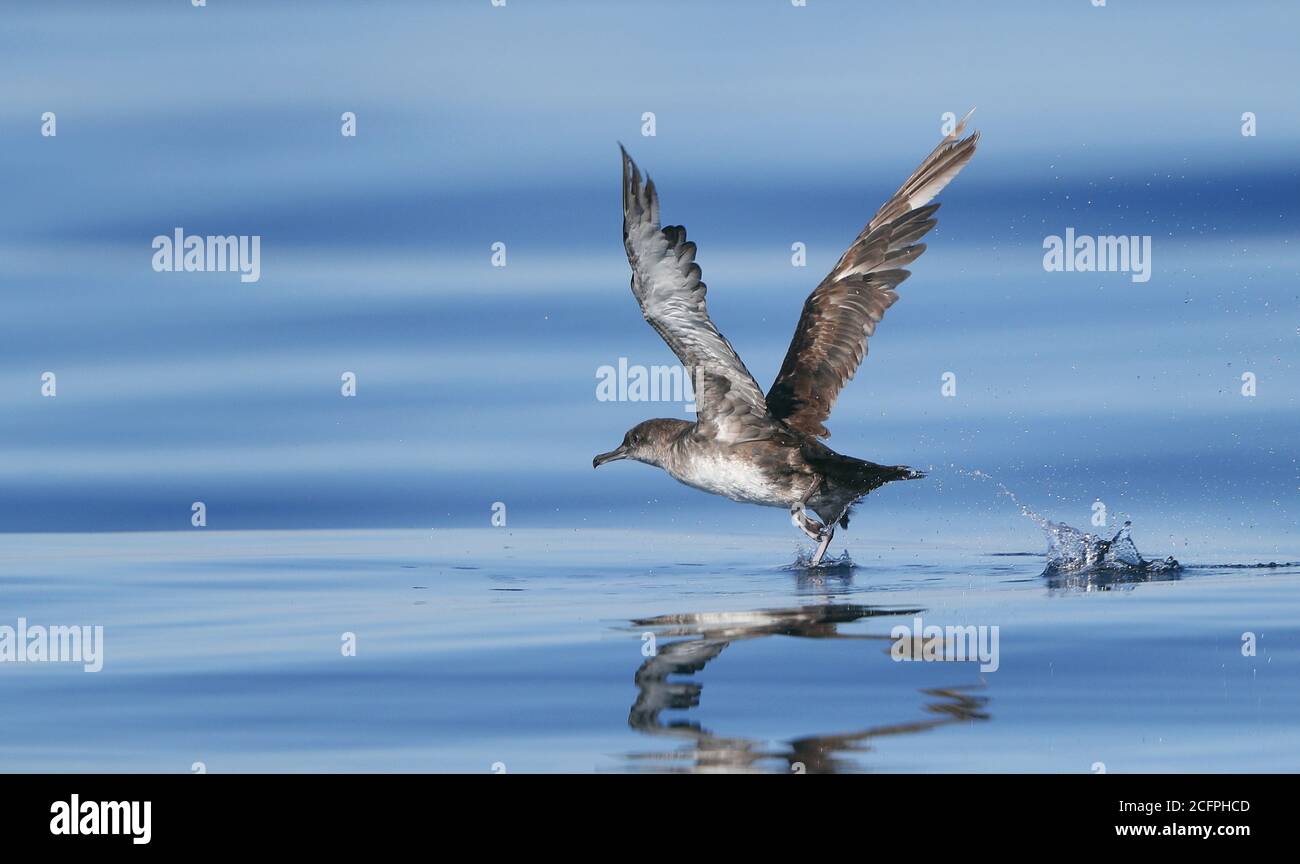 Balearic Shearwater (Puffinus mauretanicus), decollo adulto indossato dall'acqua, criticamente in pericolo, Portogallo, Algarve Foto Stock