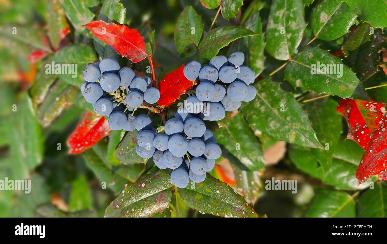Holly-leaf oregongrape, oregon-UVA, fulgido oregongrape, tall oregongrape, montagna di uva (Mahonia aquifolium), con frutti, Germania Foto Stock
