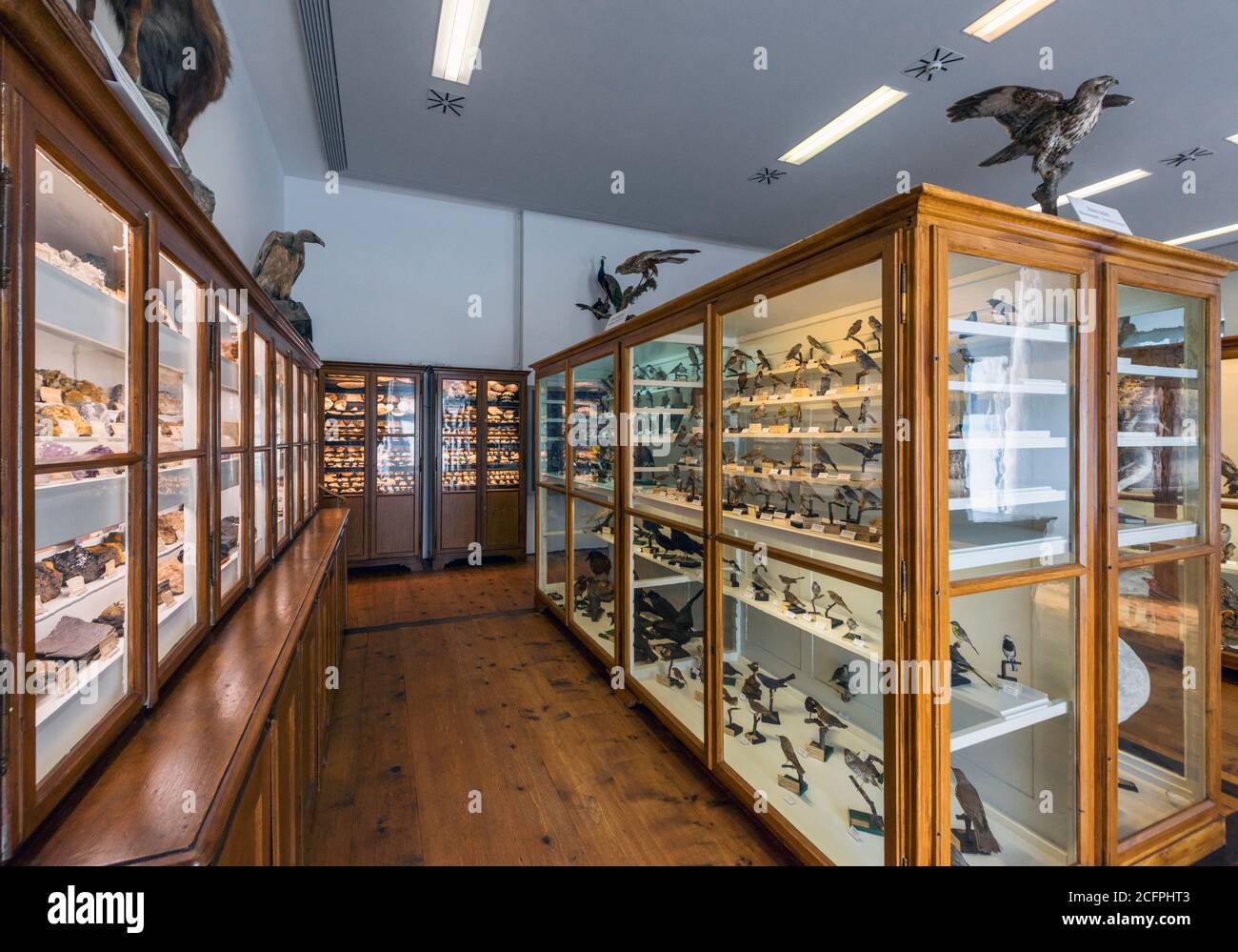 Mostra museo naturale nel monastero di Admont, Austria Foto Stock