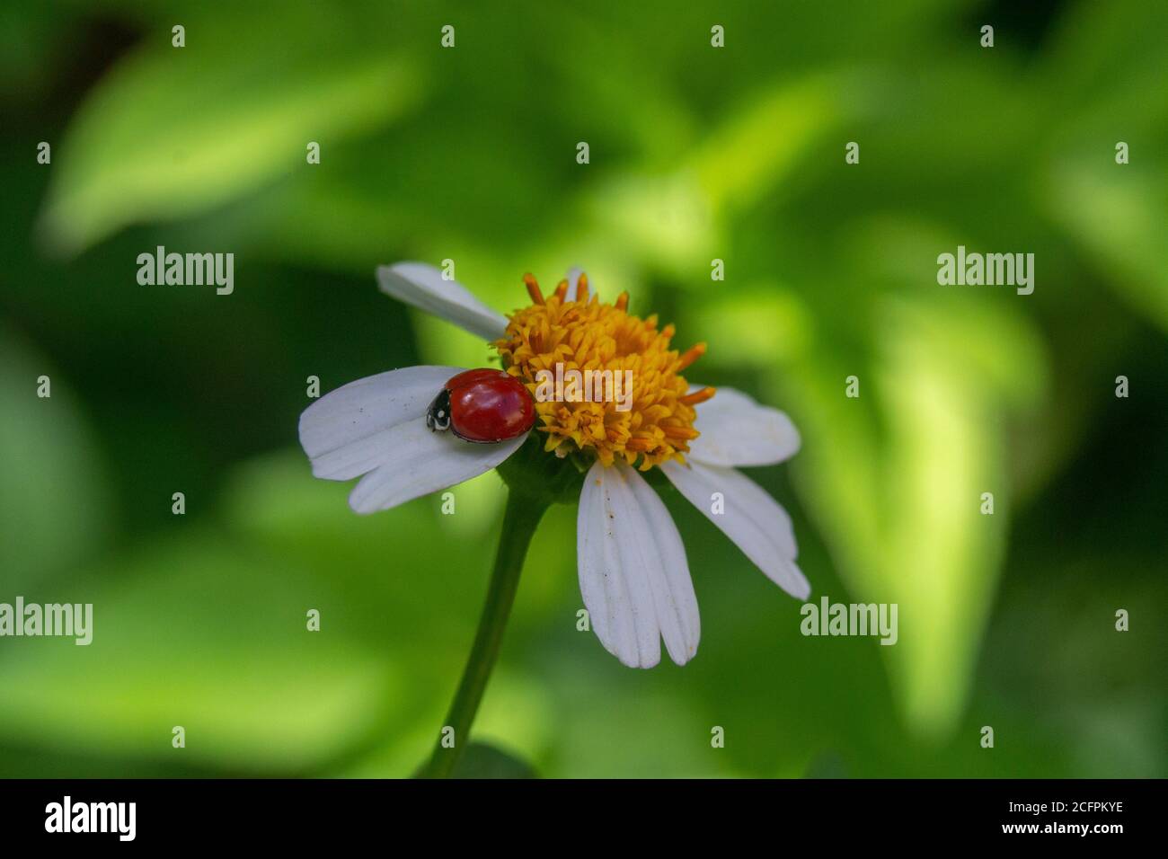 Messa a fuoco morbida di un ladybug rosso su un jack nero bianco fiore Foto Stock