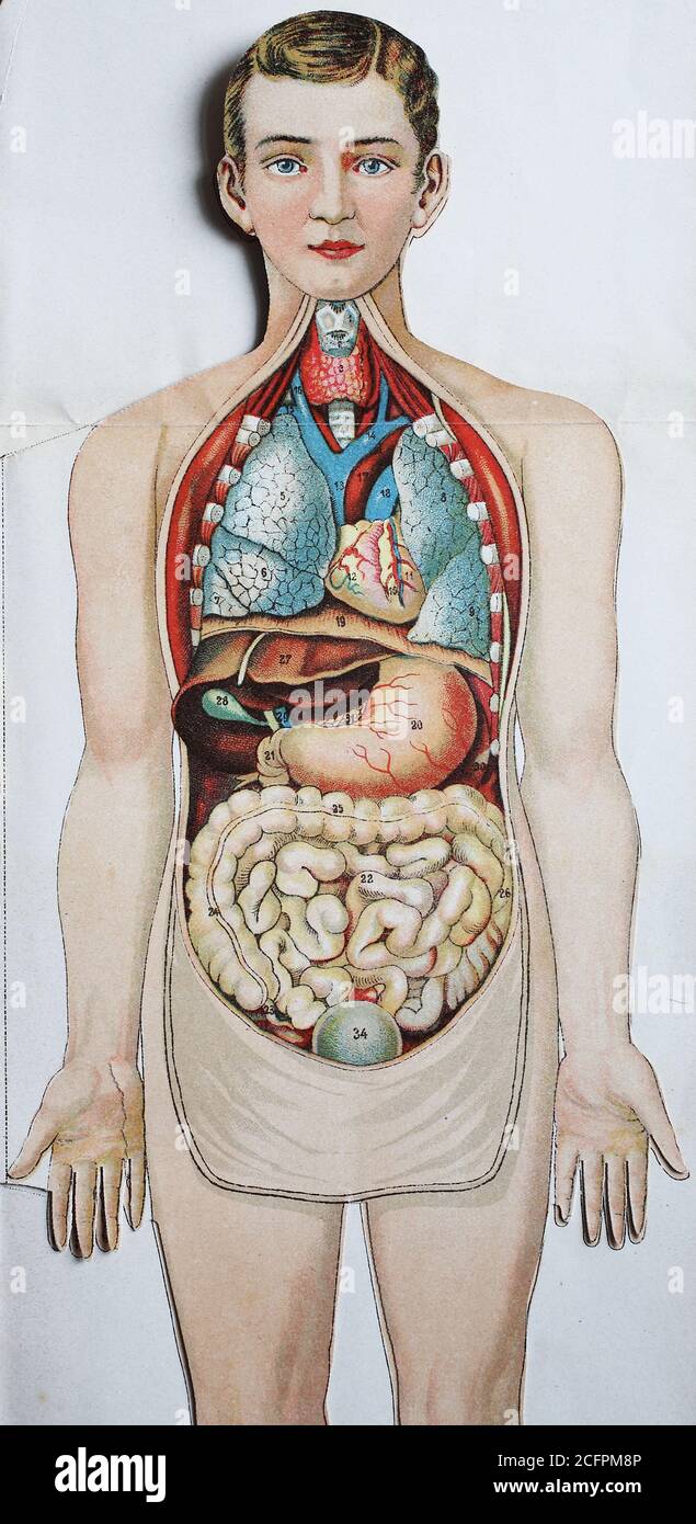 Rappresentazione storica del corpo umano, degli organi, delle frattaglie / Historische Darstellung des menschlichen Körper, Organe, Innereien, Historisch, storico, digitale riproduzione migliorata di un originale del 19 ° secolo / digitale Reproduktion einer Originalvollage aus dem 19. Jahrhundert, Foto Stock