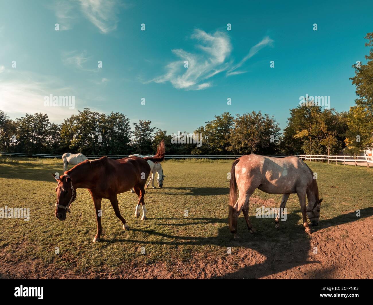 Cavalli in fattoria paddock mangiare erba in estate tramonto Foto Stock