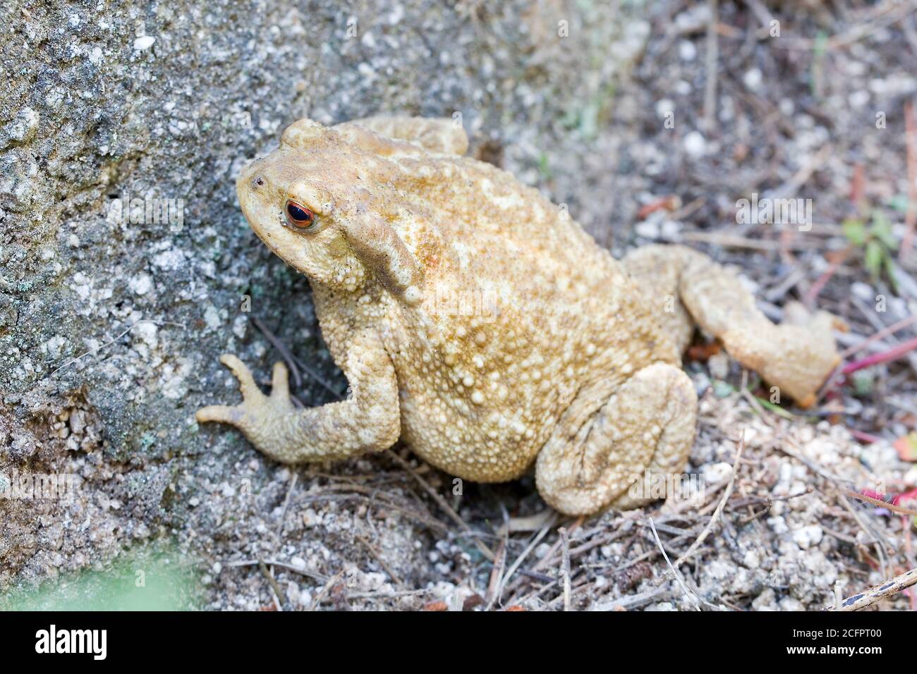 Toad comune o europeo, Bufo bufo. Foto Stock