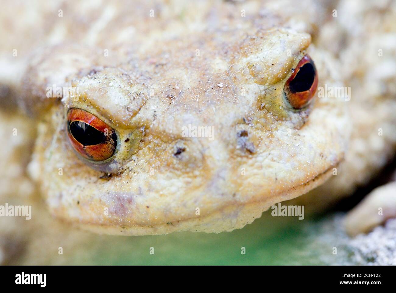 Toad comune o europeo, Bufo bufo. Foto Stock