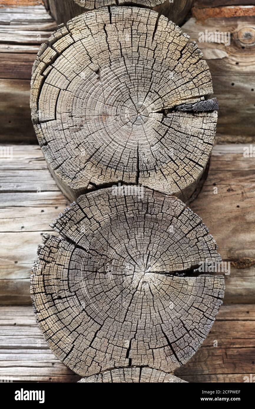 Vecchi tronchi con motivi rotondi, vecchi dettagli della struttura muraria in legno Foto Stock