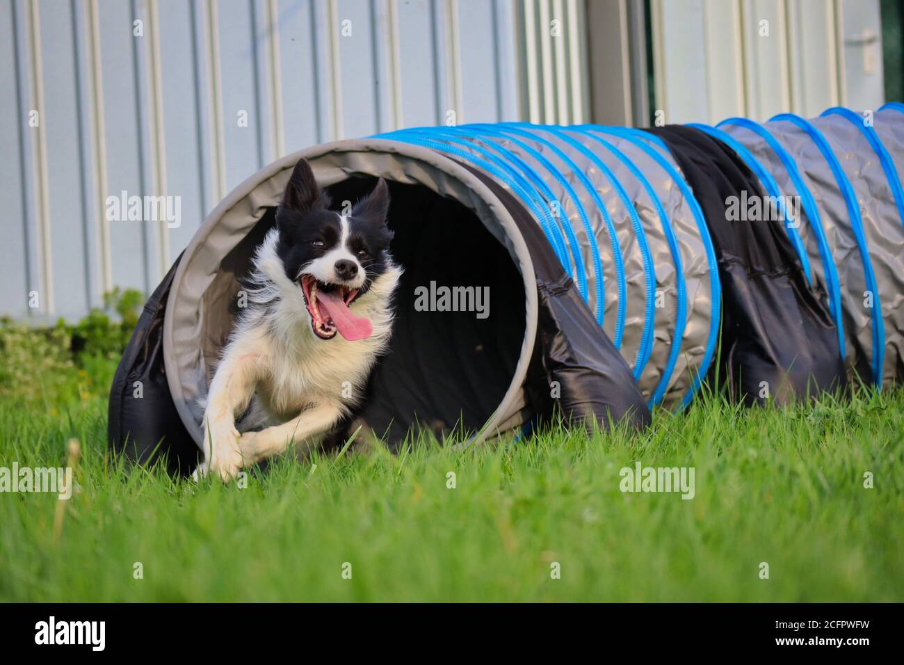 Border Collie esce dal Tunnel durante l'ora d'oro con lingua fuori. Il cane bianco e nero allena l'agilità nella Repubblica Ceca durante la primavera. Foto Stock