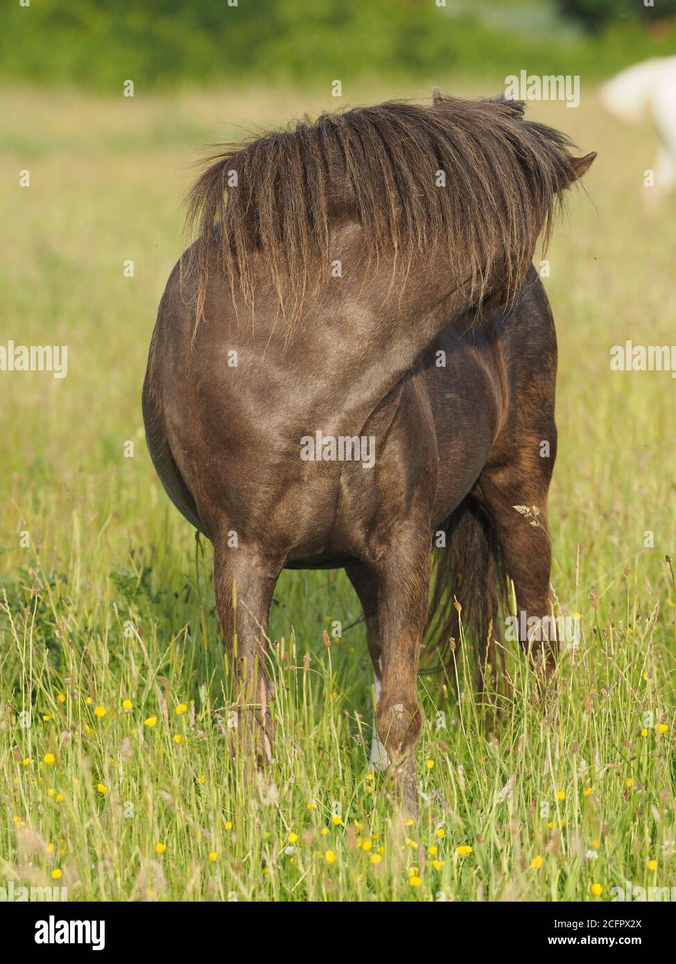 Un pony gallese graffia in un prato estivo di erba molto lunga. Foto Stock