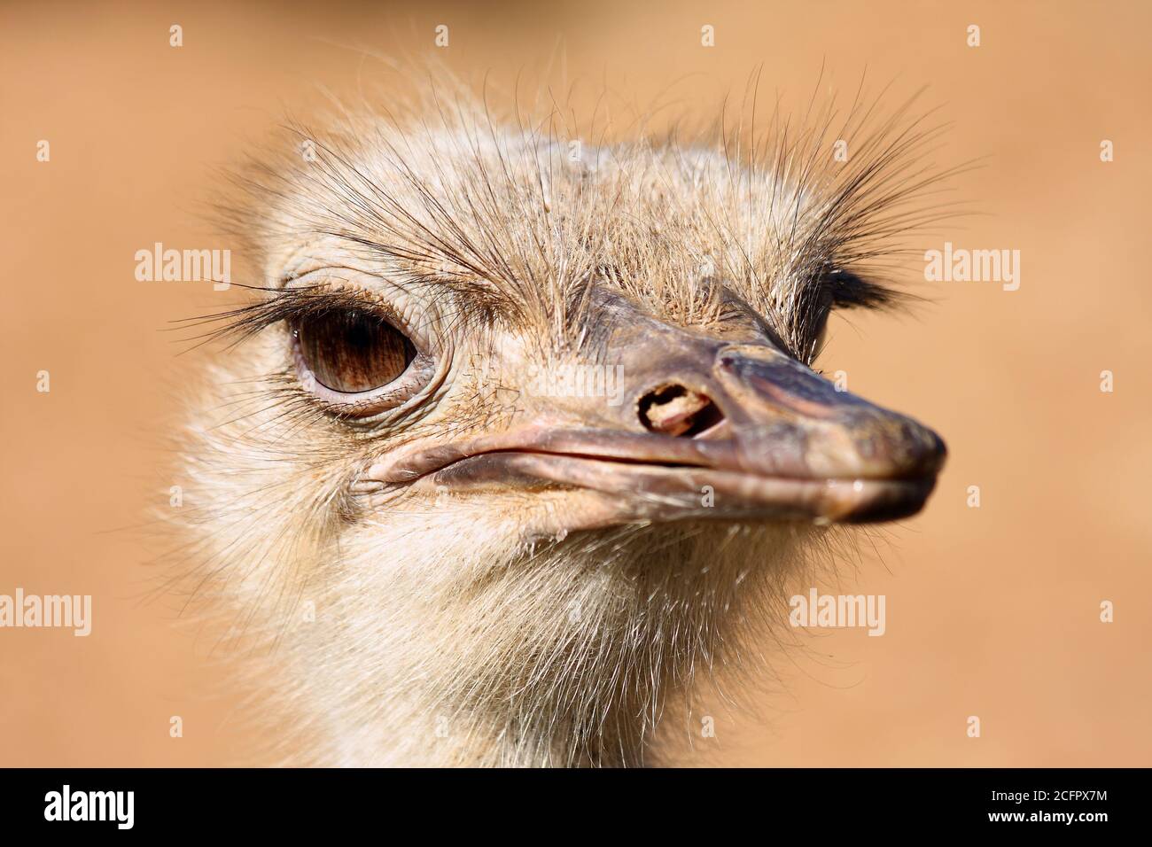 Struzzo testa di uccello, Struthio camelus. Foto Stock