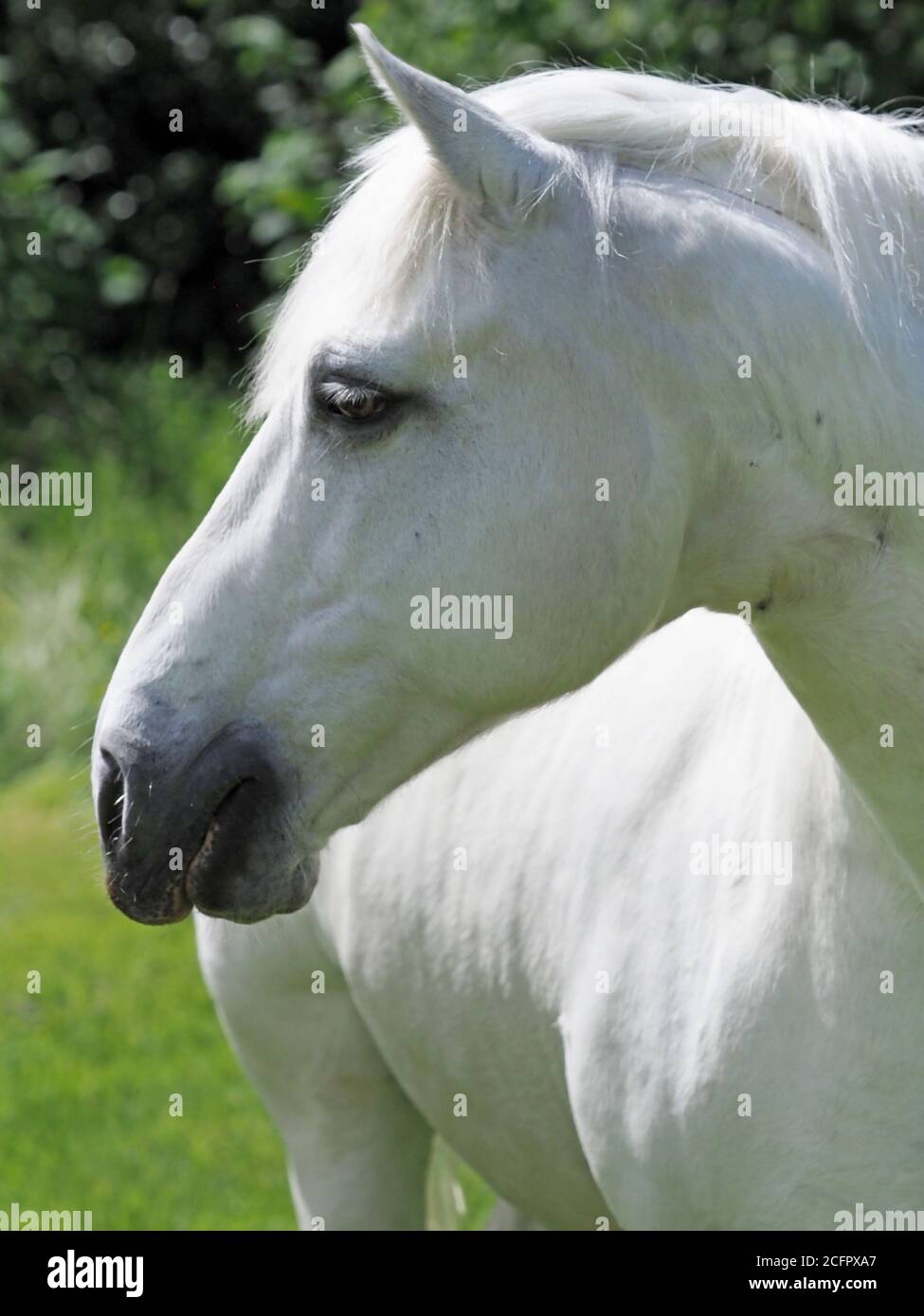 Un colpo di testa di un incredibile cavallo grigio. Foto Stock