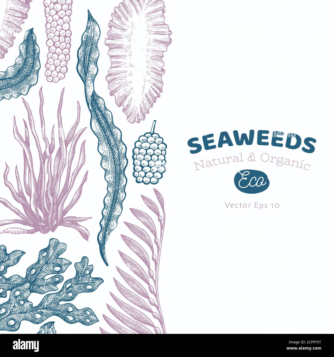 Modello di disegno delle alghe. Illustrazione delle alghe vettoriali disegnate a mano. Striscione di pesce in stile inciso. Retrò mare piante sfondo Illustrazione Vettoriale
