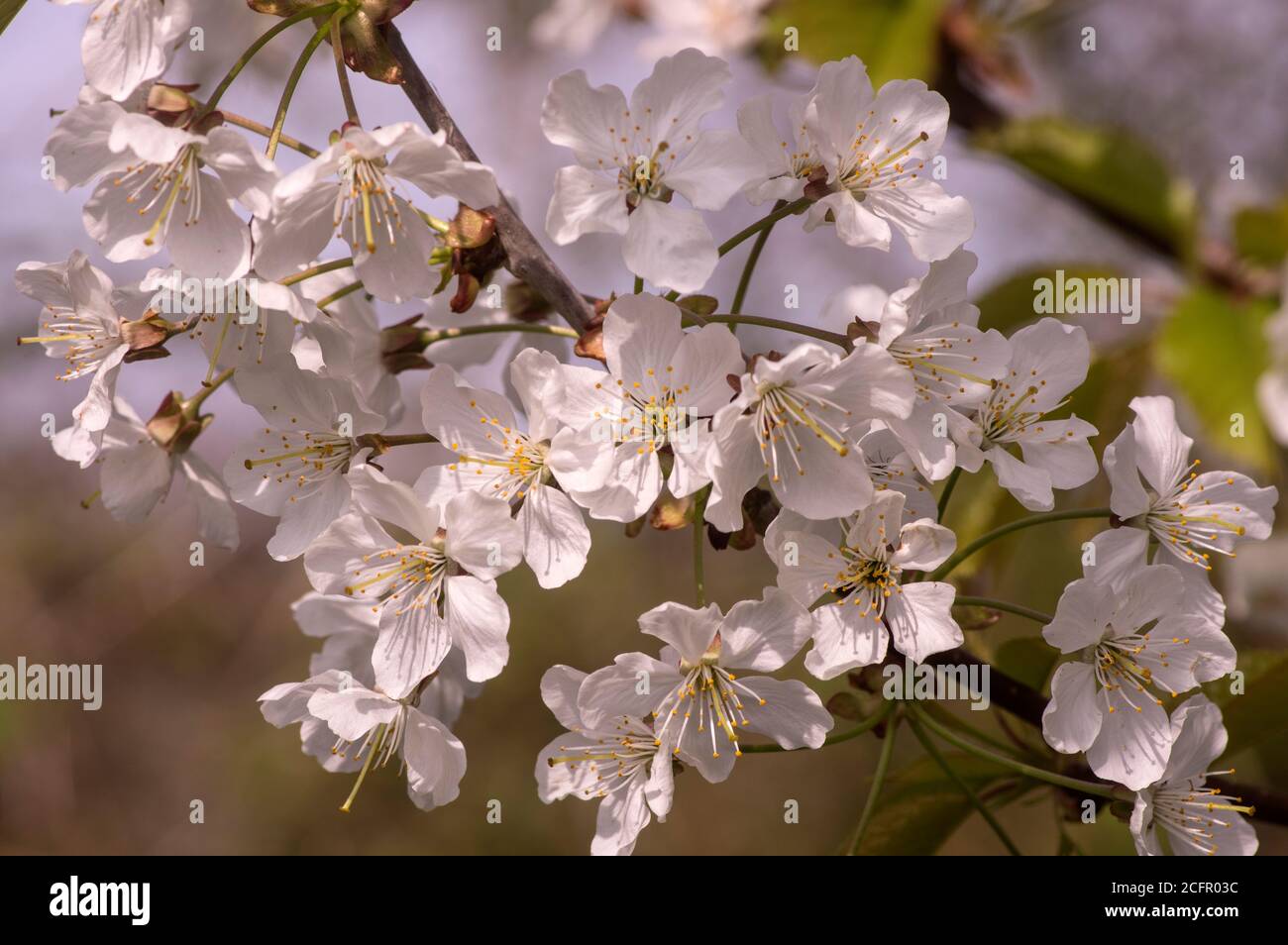 Un grande albero boscoso con primi fiori, un fiore di benvenuto per gli impollinatori. Foto Stock