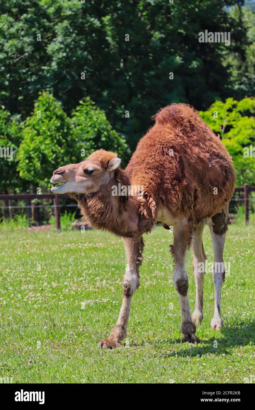 Il cammello dromedario chiamato anche cammello somalo o arabo nel Czech Farm Park. Camelus Dromedarius con un grumo durante il giorno di sole. Foto Stock