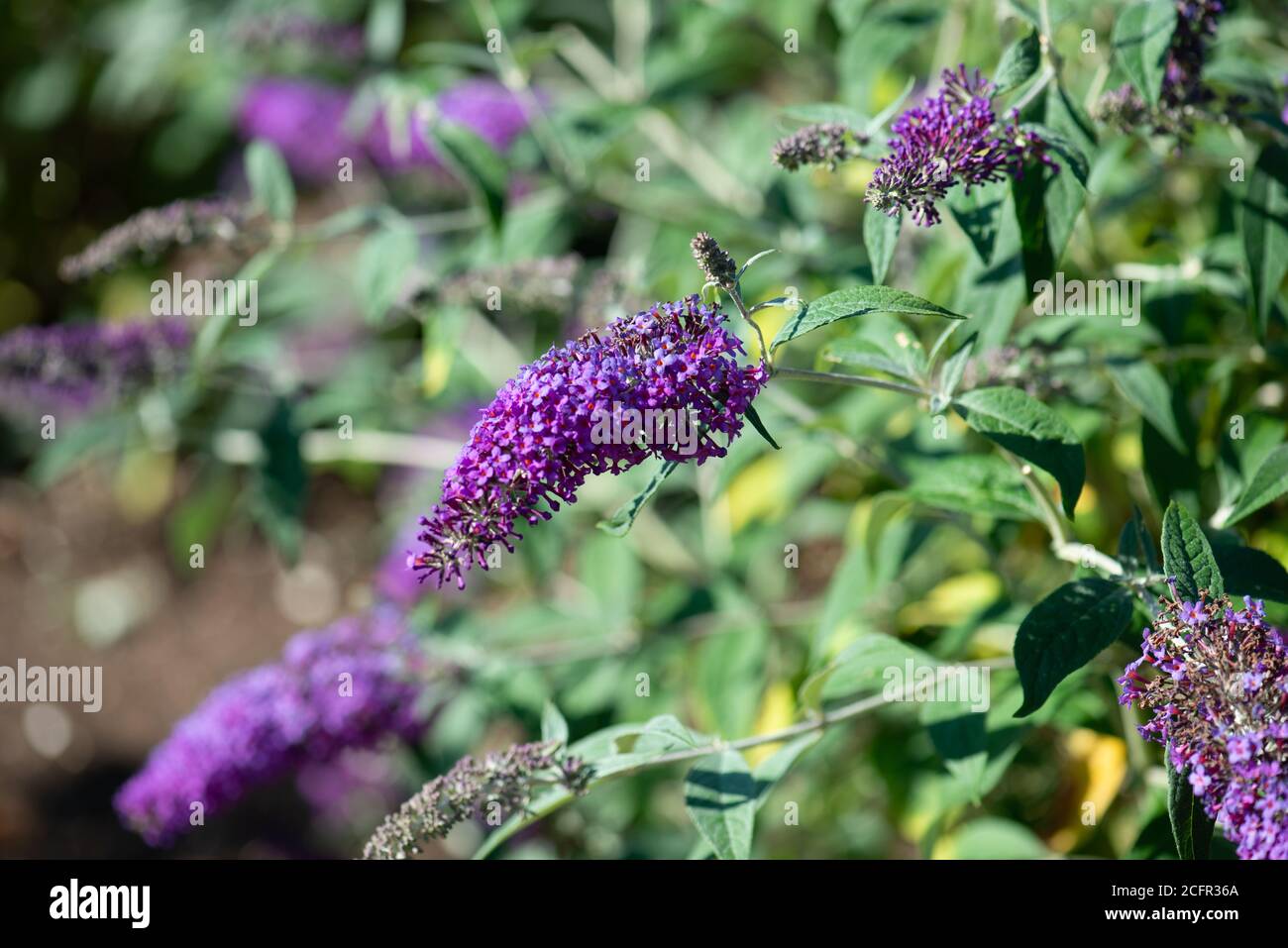 Fiori buddleja in estate girato nella collezione nazionale Nell'Hampshire Foto Stock