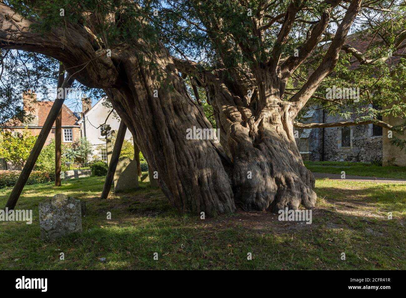 Antico albero di tasso (circa 1600 anni) che sono tenuti da sostegni in St Mary e St Peter's Churchyard, Wilmington, Sussex Foto Stock