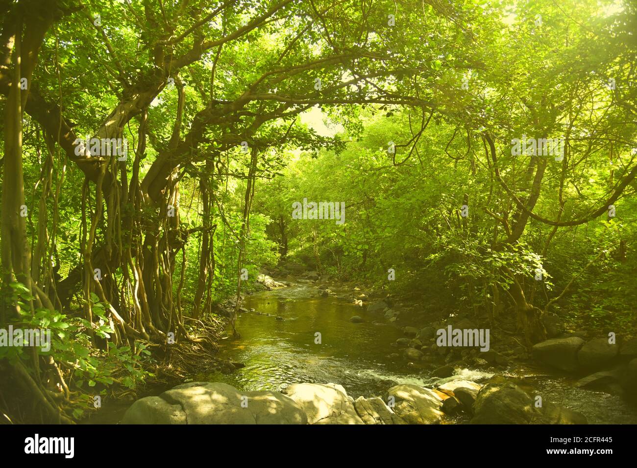 Vecchio albero con fiume . La migliore vista della giungla con bella luce del sole. India . Foto Stock