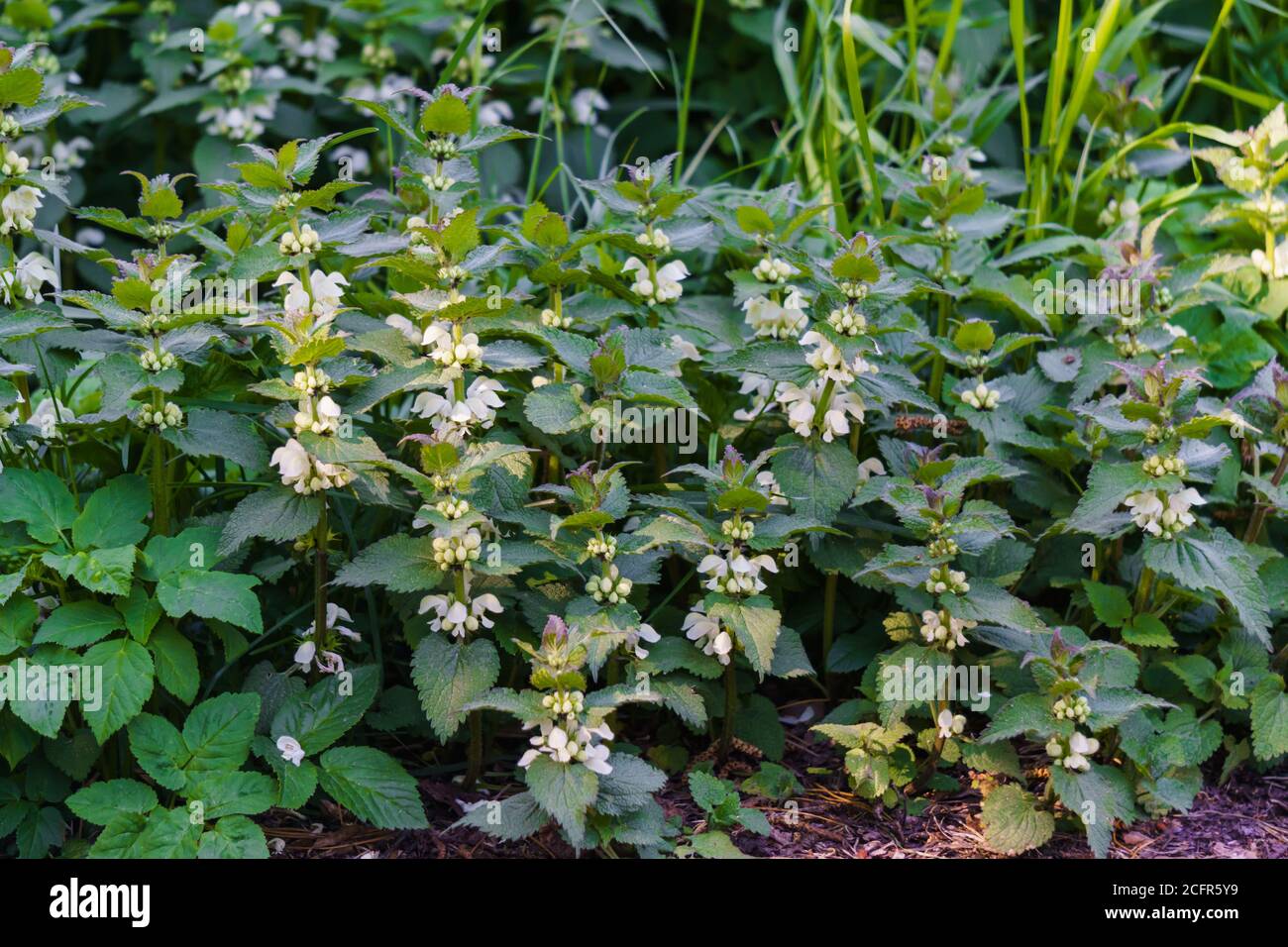 Spessetti di nettle bianche ai margini della foresta Foto Stock