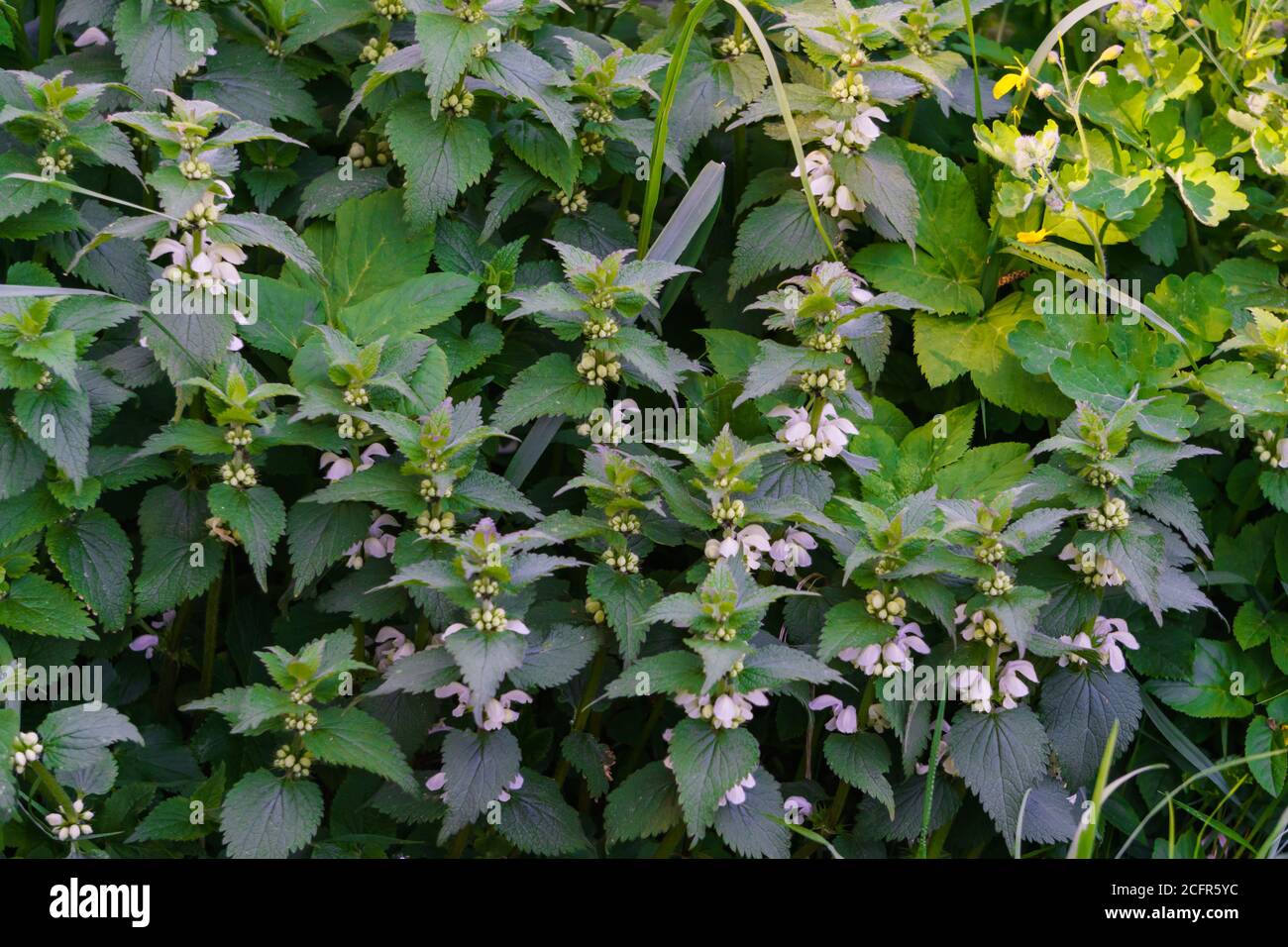 Spessetti di nettle bianche ai margini della foresta Foto Stock
