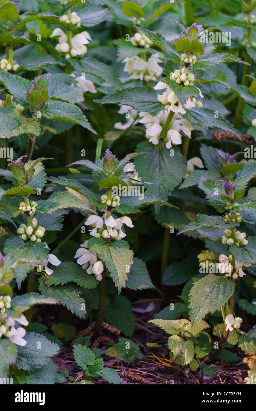 Spessetti di nettle bianche ai margini della foresta Foto Stock