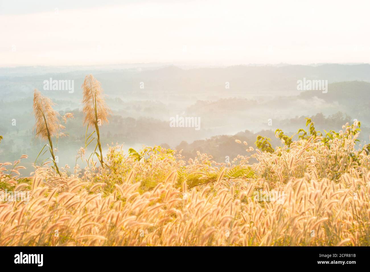 Paesaggio di Desho Grass fiori terrazze all'alba, montagne e valle nella nebbia mattutina sullo sfondo. Confine tra Thailandia e Myanmar. Foto Stock
