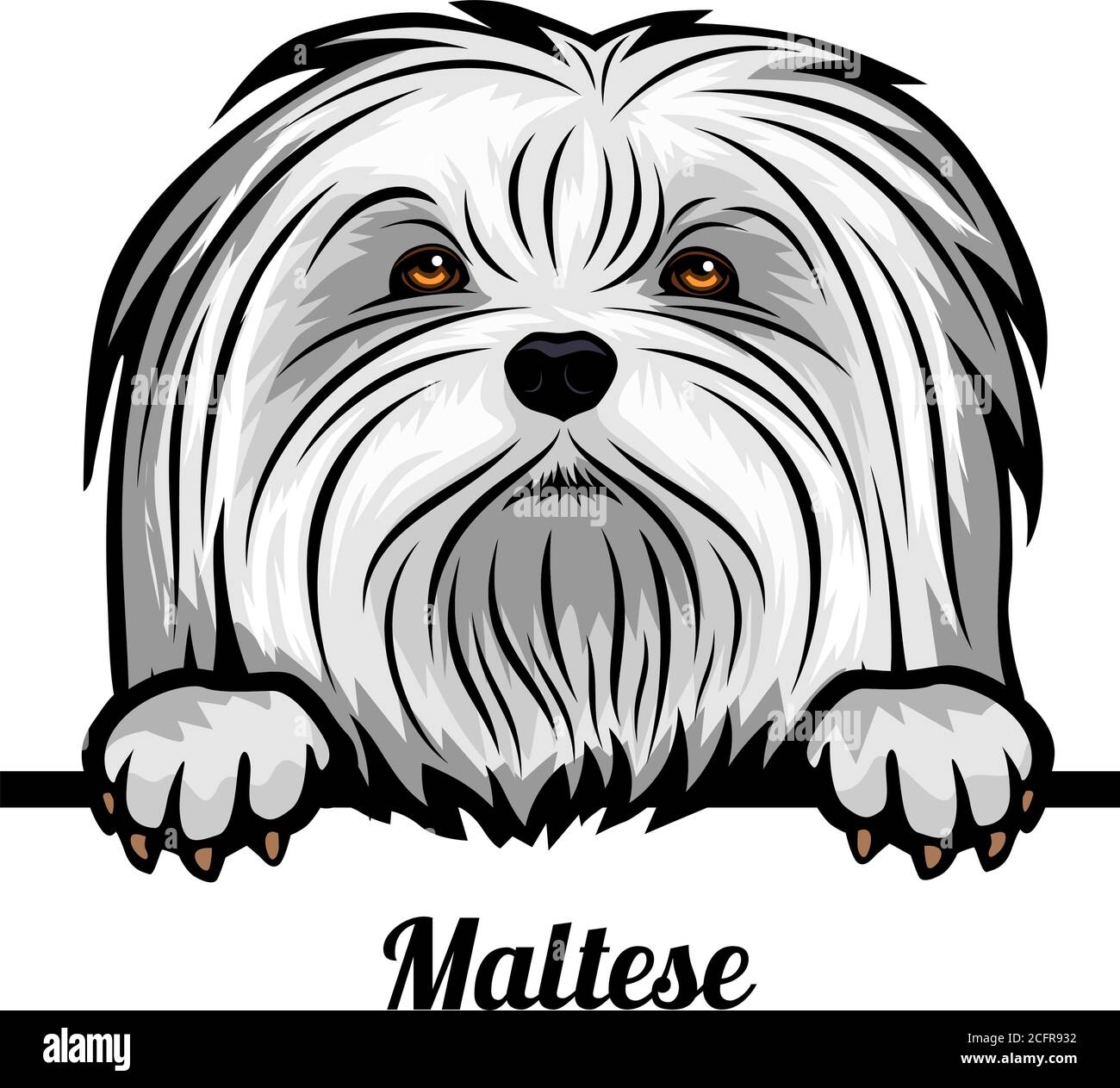 Capo maltese - razza di cane. Immagine a colori di una testa di cani isolata su uno sfondo bianco Illustrazione Vettoriale