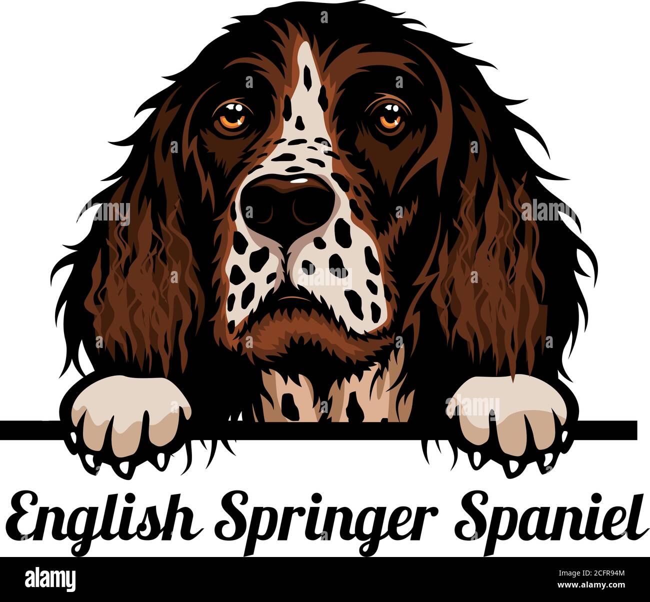 Head English Springer Spaniel - razza di cane. Immagine a colori di una testa di cani isolata su uno sfondo bianco Illustrazione Vettoriale