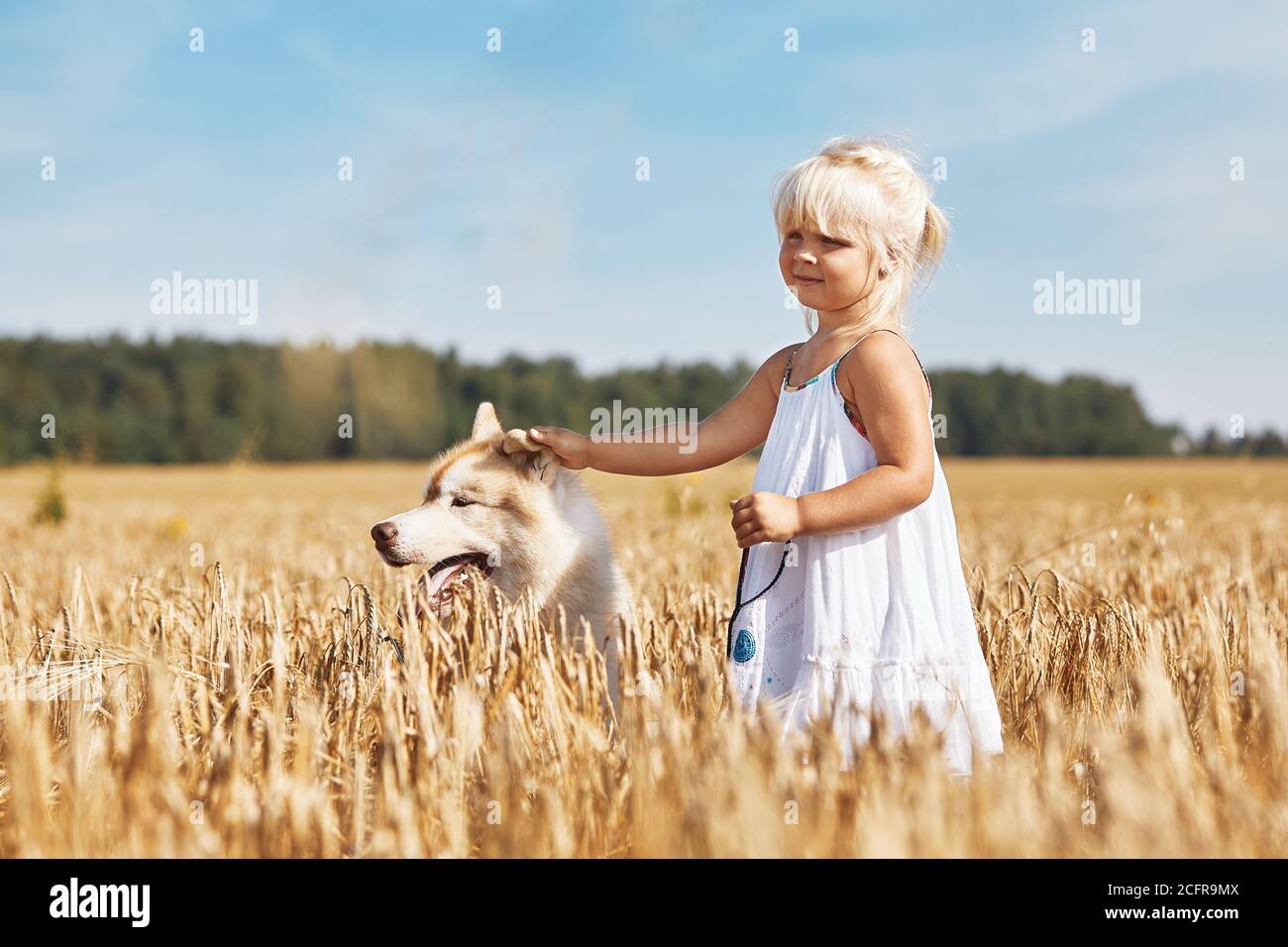 Ragazza piccola felice con un cane Husky che gioca nel campo di grano al tramonto Foto Stock