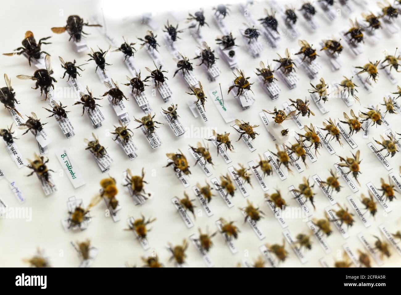 La Tour-de-Salvagny (Francia centro-orientale). Collezione entomologica appartenente all'Artropologia, Associazione naturalista per lo studio e i contro Foto Stock