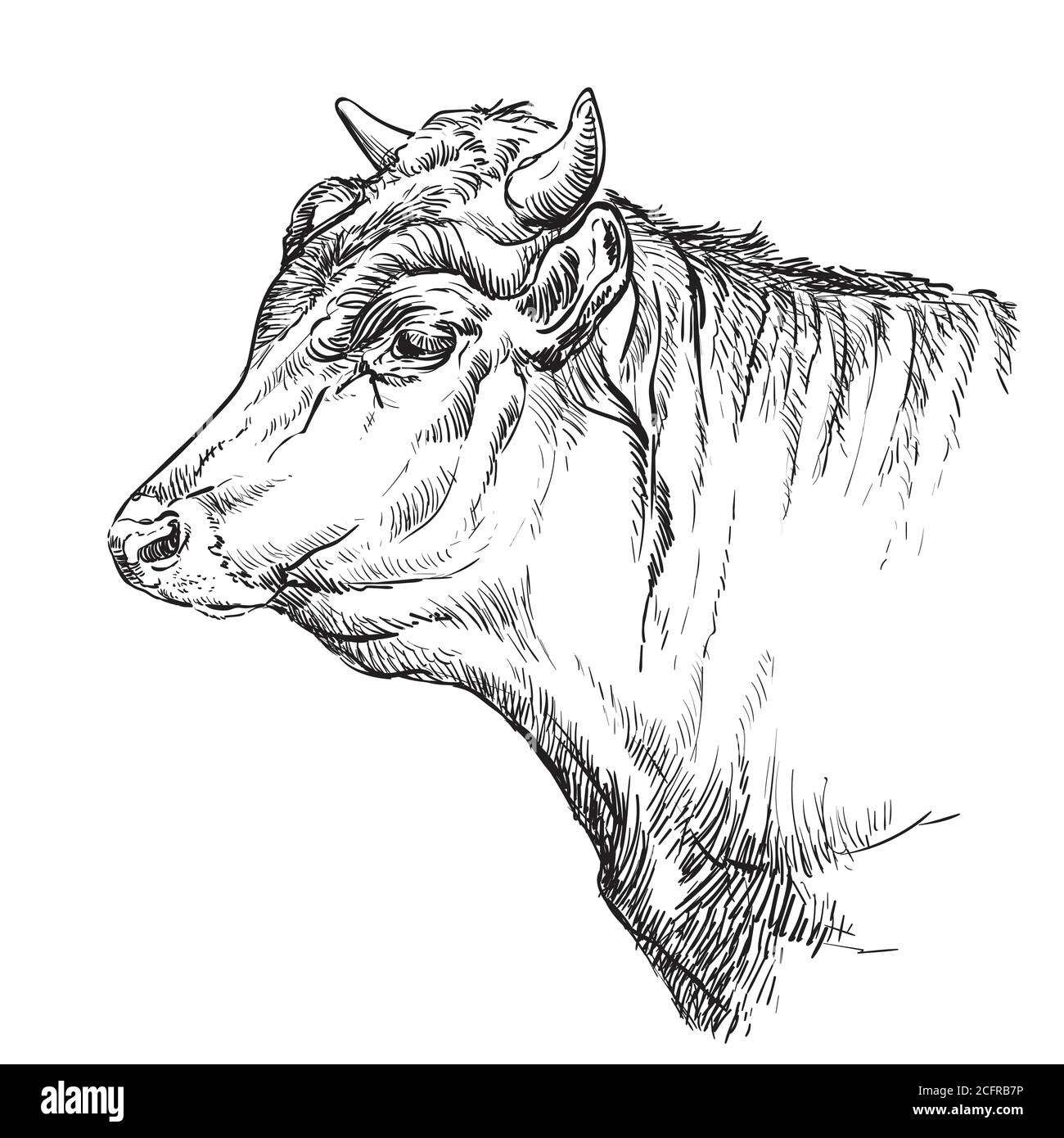 Schizzo monocromo della testa della mucca illustrazione vettoriale disegnata a mano isolata su sfondo bianco. Illustrazione vintage per etichette, poster, stampa e design. Illustrazione Vettoriale