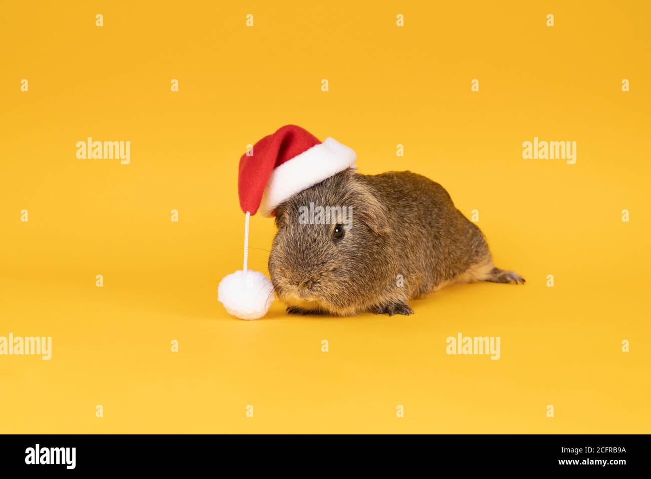 Ritratto di un piccolo cavia grigio adulto che indossa un cappello di natale  che assomiglia a babbo natale su sfondo giallo Foto stock - Alamy