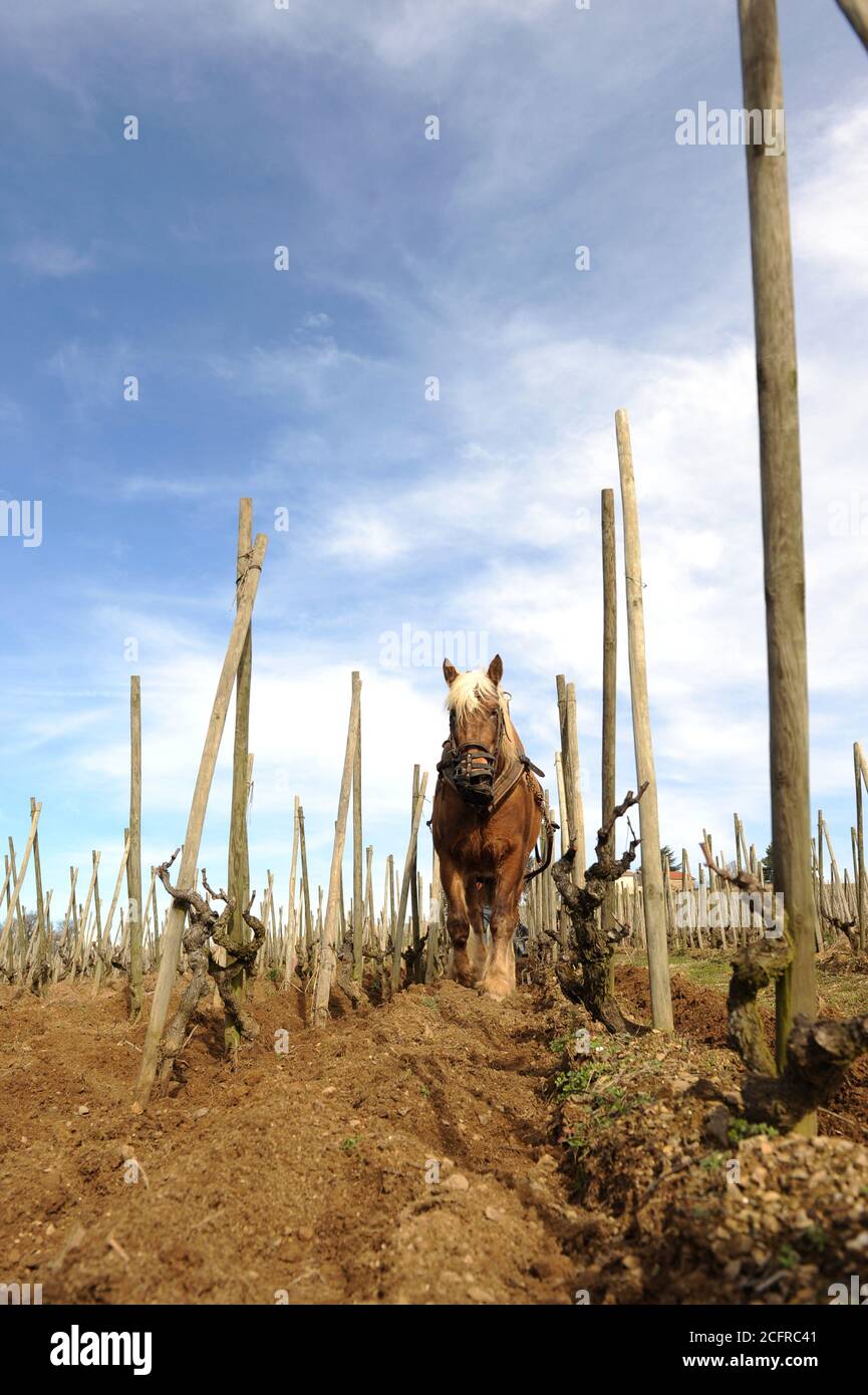 Ampuis (Francia sud-orientale). 2013/03/11. Regione vinicola di Cotes Roties. Aratura tradizionale con un cavallo da traino Comtois nel mezzo delle viti Foto Stock